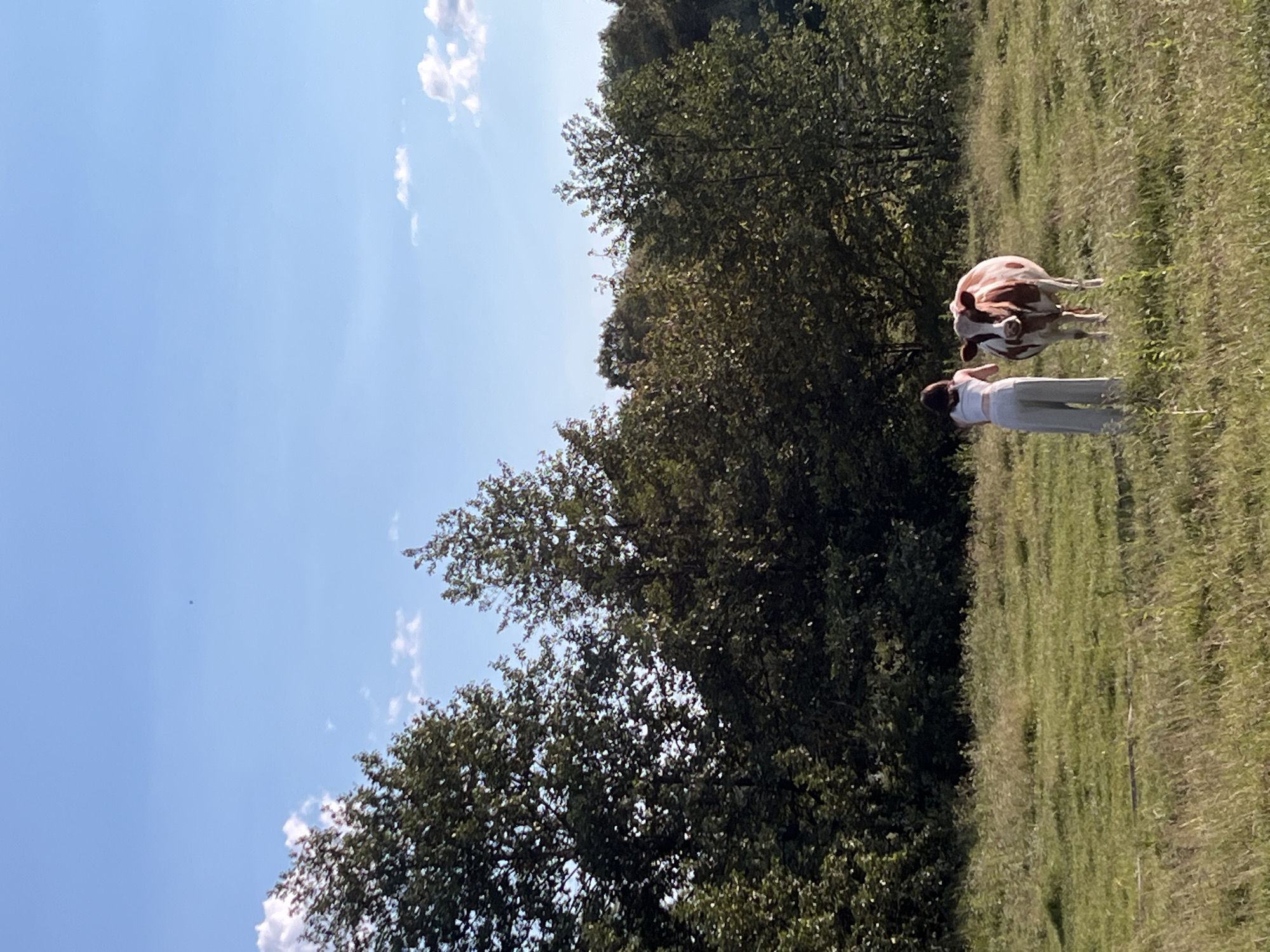 In a grassy field, a person wearing a white top and loose grey pants stands facing a cow. The cow is predominantly white with large brown patches and is looking towards the person. Behind them, a dense line of green trees forms a backdrop under a clear blue sky with scattered white clouds. The scene appears to be an outdoor rural setting, possibly on the outskirts of Vertelka, Ukraine, given the implied context. The overall atmosphere is peaceful and natural.