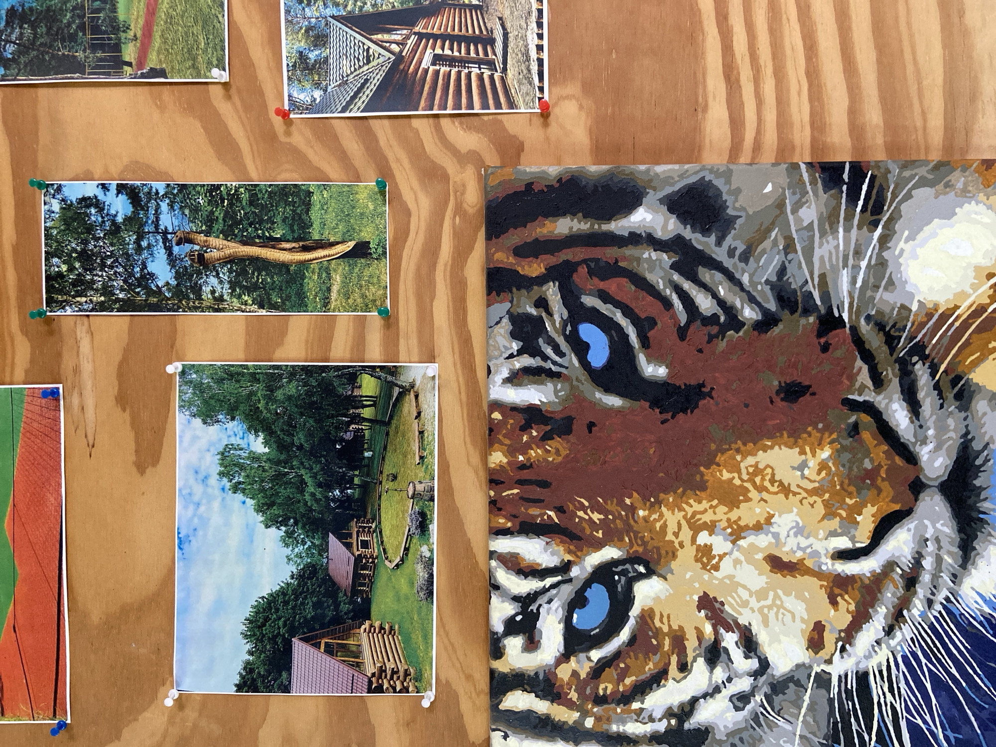 The image displays a collection of photographs and a painting tacked to a light-brown wooden board, likely a bulletin or display board.
The board serves as a backdrop for five photographs and one large painting. The photographs are attached using colorful pushpins: green, red, white, and blue.
From top-left, clockwise, the visible photographs depict:
1. A partial view of a green sports field with a red track or path, with trees in the background.
2. A close-up architectural shot of a rustic wooden building with a ribbed or corrugated metal roof, seen from below.
3. A landscape photo, rotated 90 degrees clockwise, featuring a tall, carved wooden snake-like sculpture standing amidst green trees under a clear blue sky.
4. Another landscape photo, also rotated 90 degrees clockwise, showing a scenic outdoor area with lush green trees, log cabins with dark red roofs, and outdoor furniture or a play area made of logs, all under a partly cloudy blue sky.
5. A partial vertical photo, showing more of the green field and red track, similar to the top-left image.
Dominating the right side of the wooden board is a vibrant, stylized painting of a tiger's face. The painting appears to be done in a paint-by-number style, with distinct blocks of color. The tiger's right eye, a striking bright blue, is prominent, along with segments of its orange, brown, black, grey, and white striped fur. White whiskers are visible on the side of its face.
The scene suggests an informal display of memories or imagery from a recreational or natural setting, likely during daytime given the clear skies in the photographs. The architecture and landscapes could represent locations within Kaliningrad, Russia, fitting the provided context. There is no visible text in any of the displayed media.
