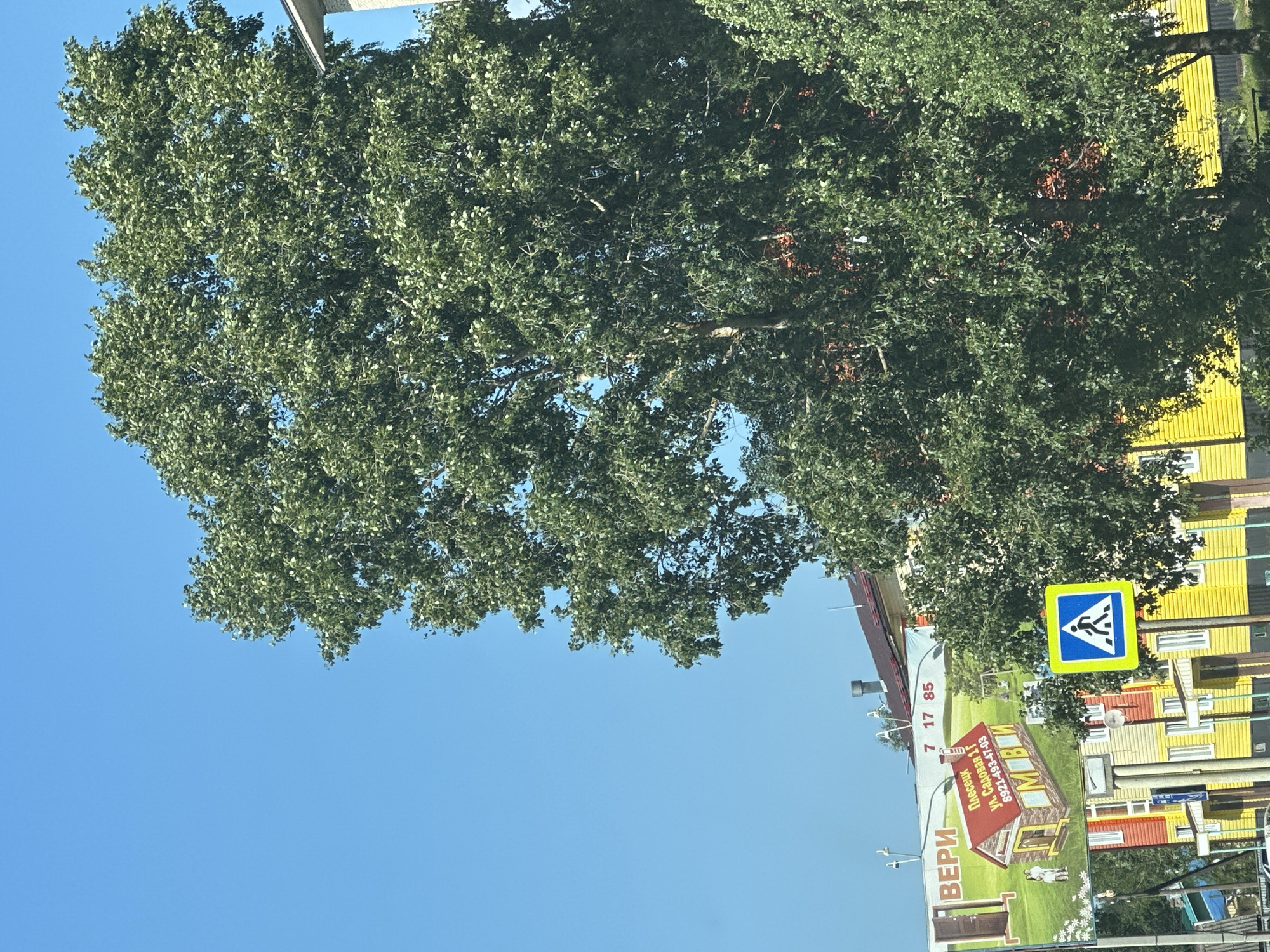 In Plesetsk, Russia, a large, leafy tree dominates the frame, its green foliage obscuring parts of the sky and buildings. To the left, a billboard displays an advertisement for "VERI MOBIL," featuring an illustration of a house and two figures. The billboard also includes text in Russian, with a phone number and an address that appears to read "Plesetsk, ul. Sadovaya 1g, 8921-493-47-03." Adjacent to the billboard, a pedestrian crossing sign, a blue square with a white pedestrian symbol, is mounted on a pole. Behind these elements, brightly colored buildings, predominantly yellow and red, are visible. The sky is a clear, cloudless blue.