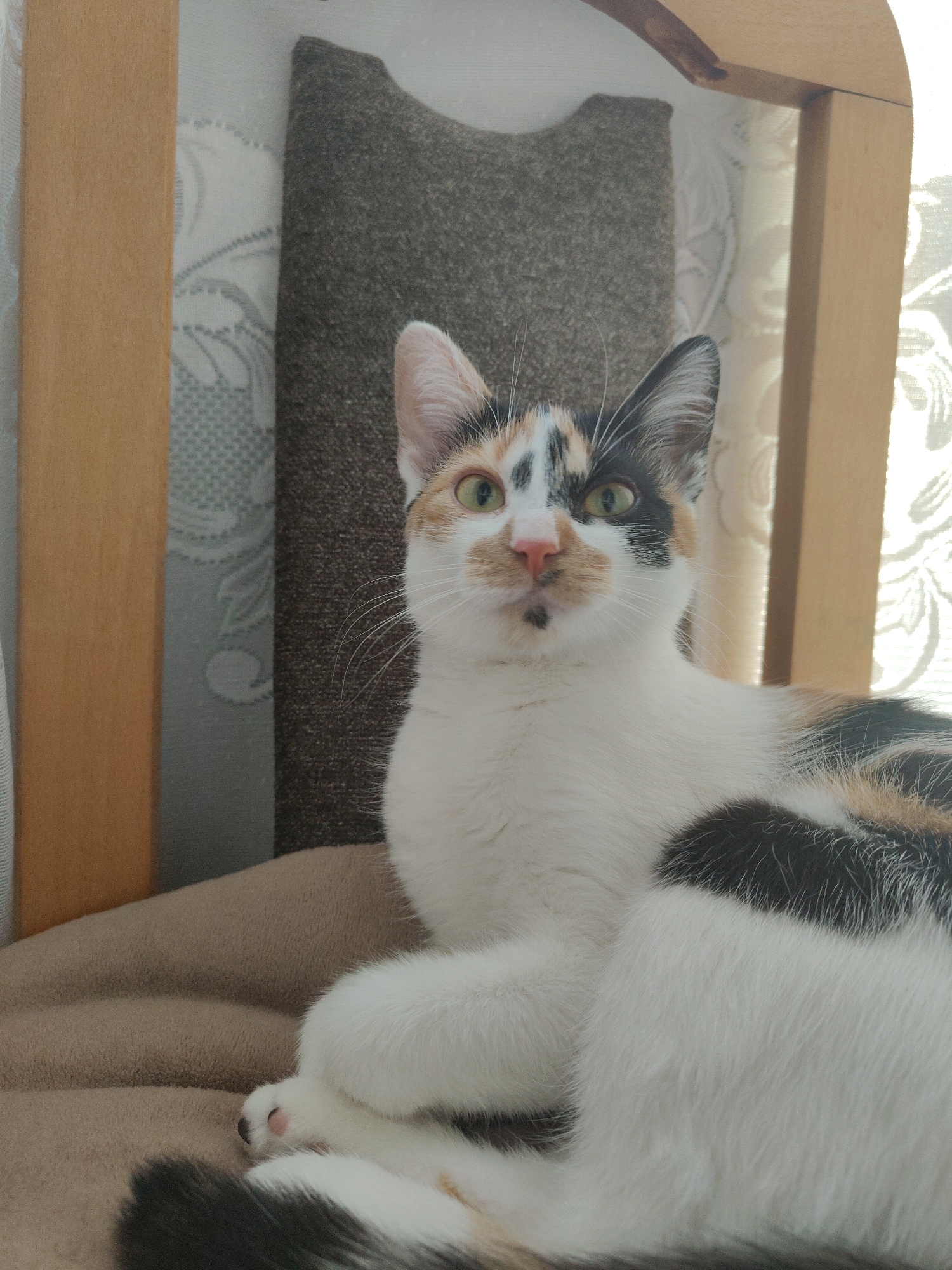 An outdoor full shot captures a calico cat with green eyes looking directly at the camera. The cat is resting on a tan-colored blanket that is draped over a wooden structure, likely a piece of furniture. Behind the cat, a portion of a cat scratching post with a textured gray surface is visible. The background features light-colored curtains with a subtle pattern, and natural light streams in from what appears to be a window, creating a bright, indoor environment. The image does not contain any information that would allow for its localization in Nowy Dwór Mazowiecki, Poland.