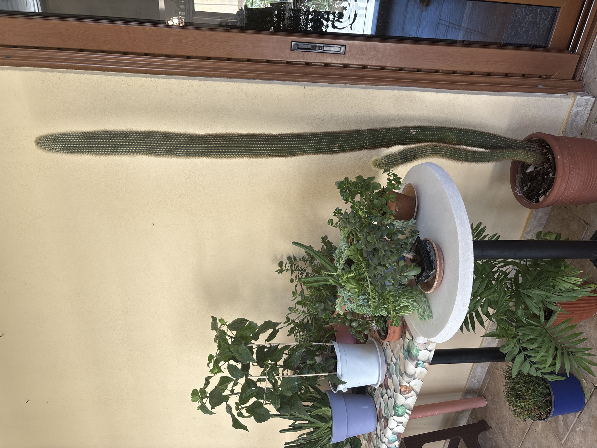 A collection of potted plants is displayed outdoors on a patio area next to a building with a light yellow wall and a wooden framed door. A long, thin, tall cactus plant with multiple stalks stands in a large brown pot in the foreground, to the right of the image. To the left of the cactus, a small, round, white table holds several smaller potted plants, including succulents and trailing plants. Behind the white table, a longer, rectangular table is covered with a patterned tablecloth featuring floral and stone-like designs. This table displays more potted plants, including a large hibiscus plant in a white pot, an aloe vera plant in a purple pot, and other green leafy plants. In the bottom left corner, two more potted plants are visible on the tiled floor: a small, dry-looking plant in a blue pot and a larger, leafy palm-like plant in a brown pot. The scene appears to be in a residential area in Ilion, Greece, suggested by the building's architecture and the outdoor setting.