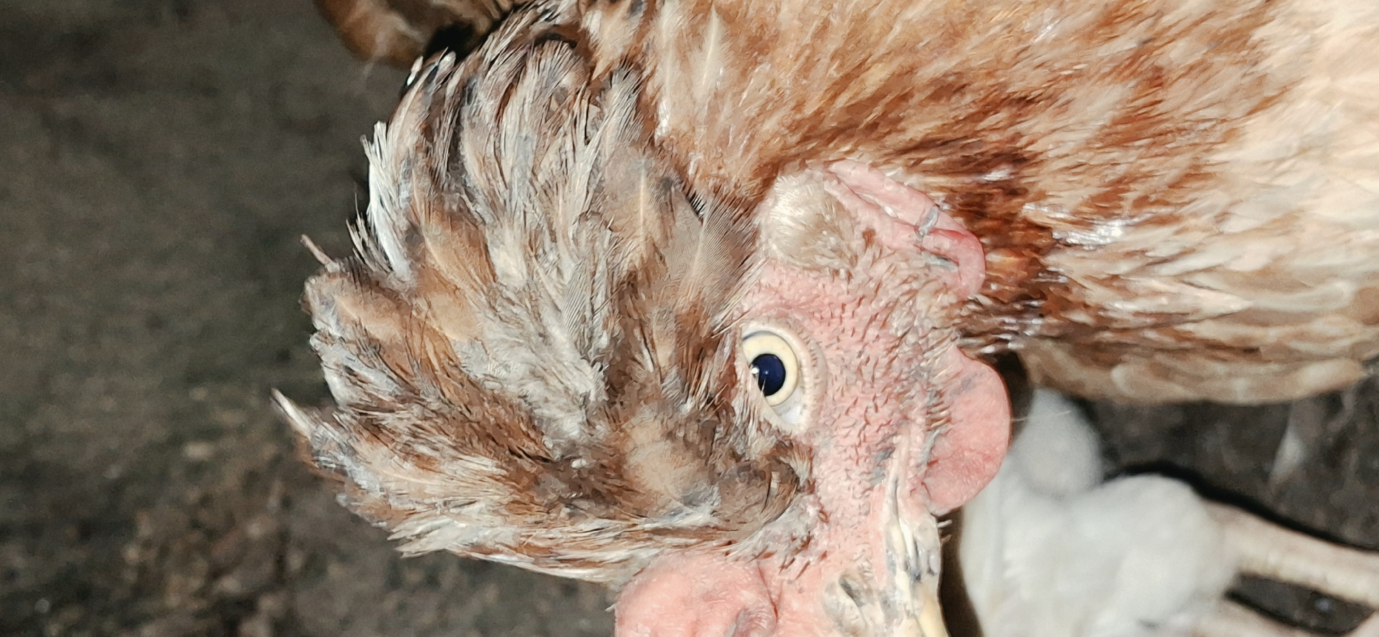 This is a close-up, vertical, full-shot photograph of a brown chicken in Vallecito, Venezuela. The chicken's head and upper body are prominently featured, with its eye looking towards the left of the frame. The chicken has light-colored feathers with brown streaks on its head and neck, and its face is reddish and wrinkled, typical of a chicken. There is a bright blue iris with a black pupil in its visible eye. A small, white chick is partially visible in the lower left corner of the image, suggesting the presence of more than one chicken. The background is dark and appears to be an outdoor, possibly rural or farm setting, with a rough, textured surface. The lighting is somewhat dim, highlighting the details of the chicken's face and feathers.