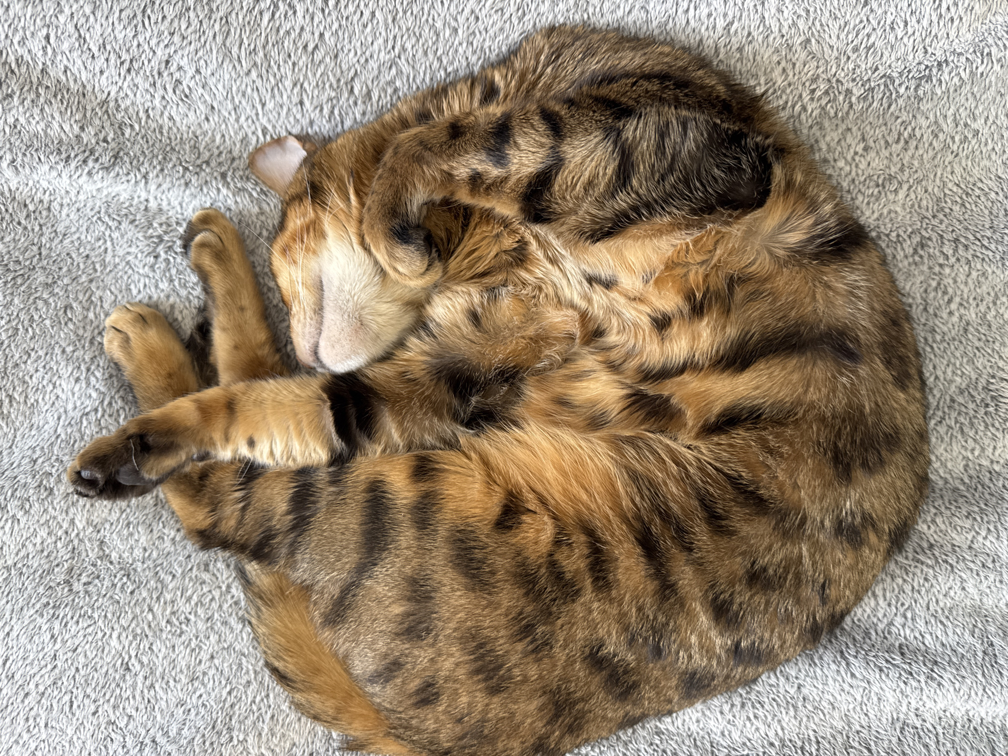 An overhead shot captures a domestic cat, likely a Bengal or a similar breed, deeply asleep on a soft, light gray, textured blanket. The cat is curled into a tight, circular ball, a posture often referred to as a "shrimp" or "cinnamon roll" pose. Its head is tucked under its paws and body, with only a small portion of its face and one ear faintly visible. The cat's fur displays a striking pattern of dark brown and black spots and stripes (rosettes) against a golden-brown base coat. Its paws are tucked close to its body, adding to the compact, curled form. The neutral gray of the blanket provides a soft background, highlighting the cat's vibrant fur pattern. The scene conveys a strong sense of peace, comfort, and deep relaxation, indicating the cat is in a profound state of rest within an indoor setting. There is no visible text in the image.