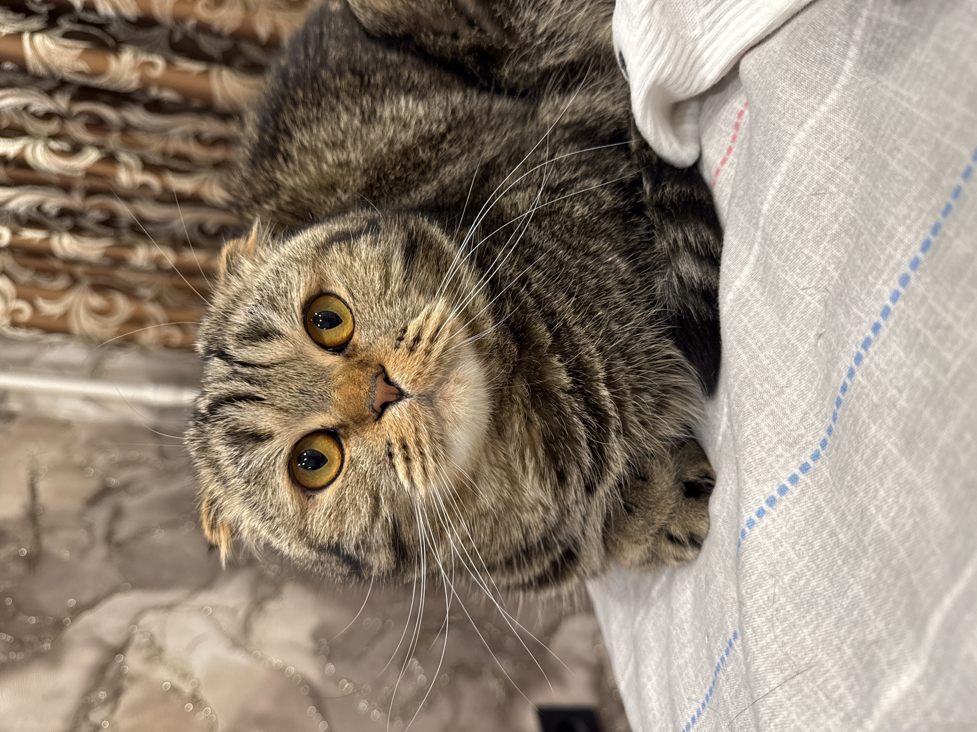 A close-up photograph shows a brown tabby Scottish Fold cat lying on a light gray and white checkered fabric with blue and pink lines. The cat is looking up at the camera with golden eyes. The background consists of a brown patterned material. The location is assumed to be Chaikovsky, Russia.