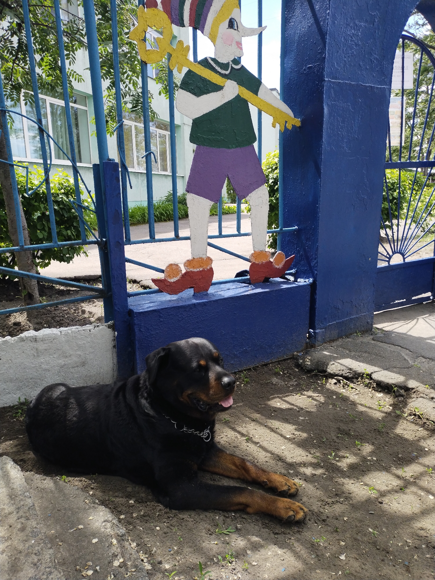 A Rottweiler dog lies in the dirt near a blue metal gate in Horishni Plavni, Ukraine. A painted wooden figure of a boy with a long nose, wearing a green shirt, purple shorts, and large orange shoes, stands on the gate. The gate is adjacent to a white concrete wall and opens onto a cracked concrete sidewalk. In the background, there's a building with multiple windows partially visible through a blue metal fence and some greenery. Sunlight casts shadows on the dirt and concrete. The dog wears a metal chain around its neck and has its tongue slightly visible.