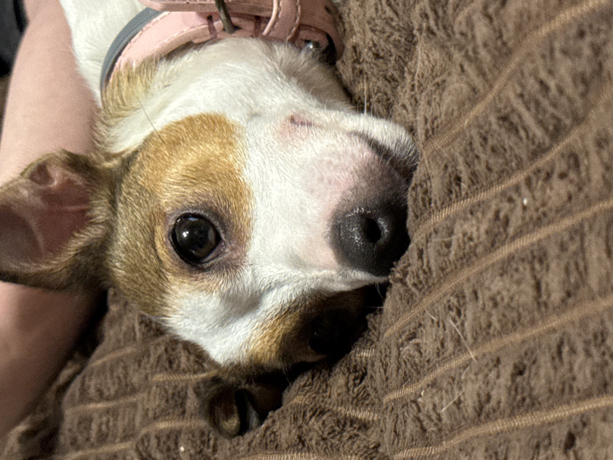 A close-up, eye-level, indoor shot shows a small dog with brown and white fur, lying on a brown, textured blanket. The dog's head is in the foreground, with its face angled towards the right of the frame. Its eyes are dark and open, and its nose is black. A portion of a pink collar with silver hardware is visible around its neck. The background consists of blurred pink and brown tones, suggesting the presence of human limbs or clothing. The lighting is dim, creating shadows on the dog's face.