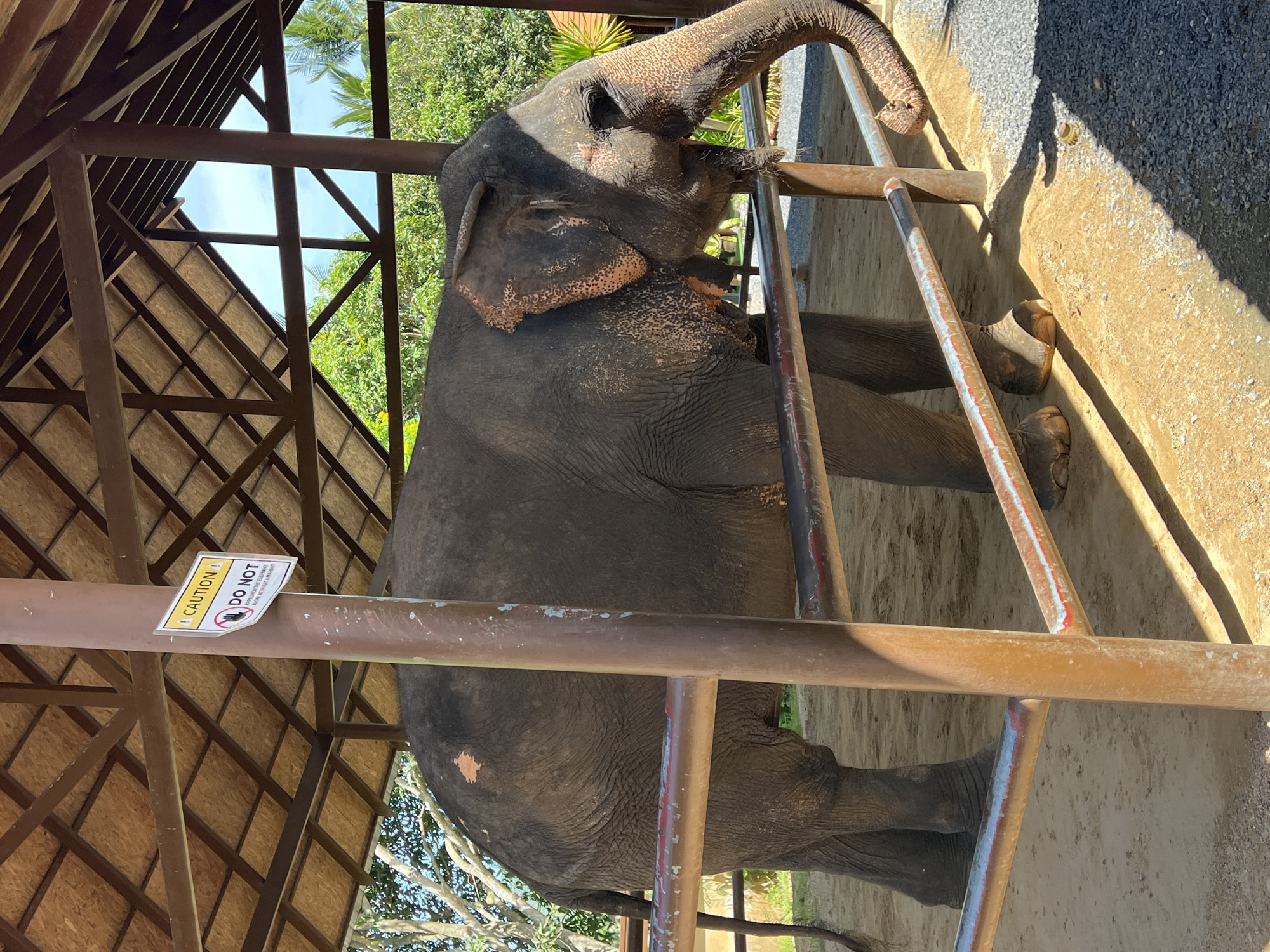 An adult elephant stands behind a metal fence under a wooden-roofed shelter at an elephant camp in Baan Thurian, Thailand. The elephant is dark gray with pinkish patches around its ears and eyes. Its trunk is curled downwards, and its skin is wrinkled. A sign attached to a brown metal post reads "CAUTION DO NOT APPROACH THE ELEPHANT ALONE WITHOUT A MAHOUT." The ground is covered with sand and gravel. In the background, lush green trees and palm fronds are visible against a clear blue sky. The scene is illuminated by bright sunlight, casting strong shadows.