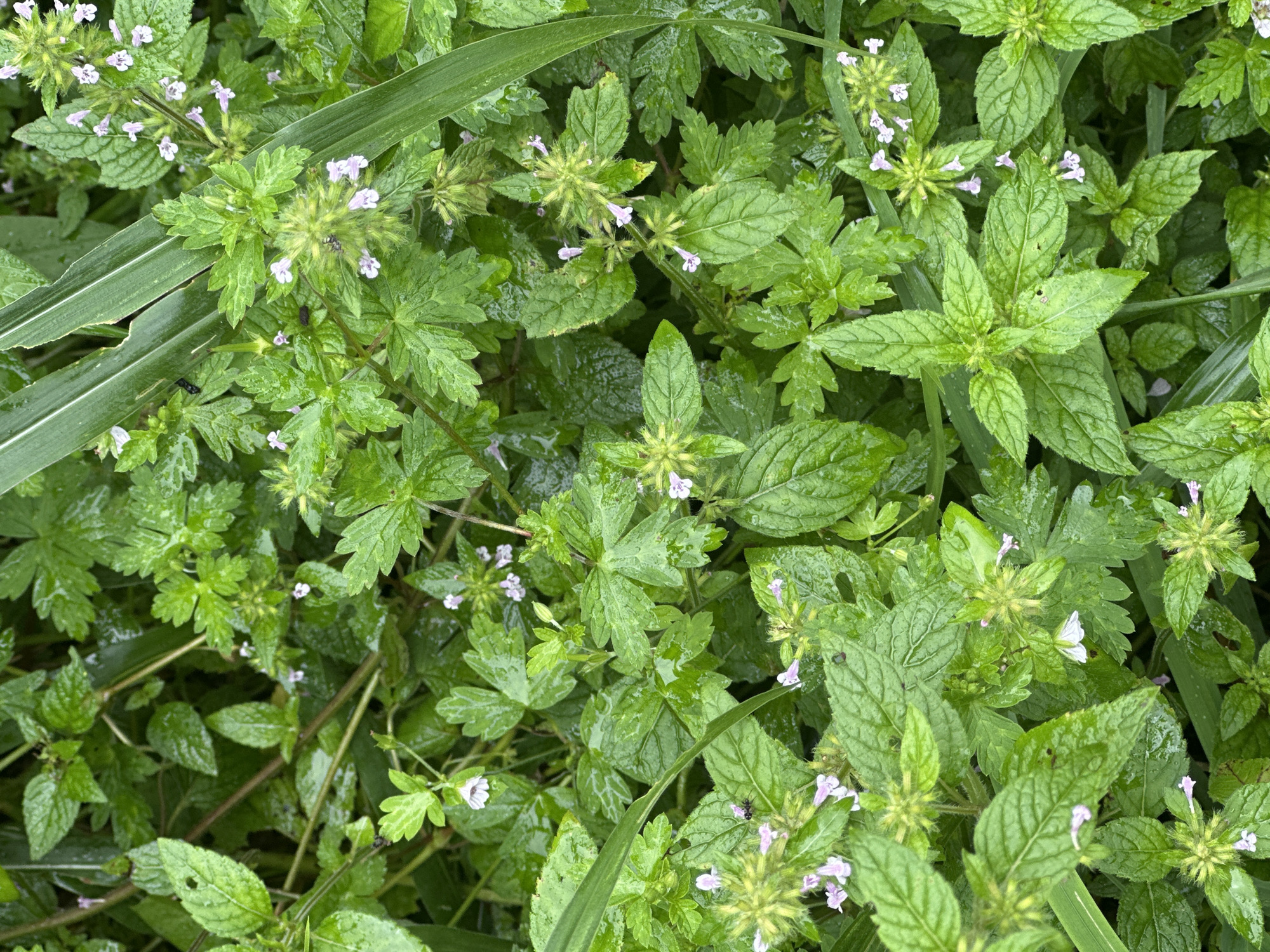 The image shows a dense patch of green foliage with small, light purple flowers. The leaves are varied in shape and texture, with some appearing to be serrated and others smoother. Water droplets are visible on many of the leaves, indicating that the plants are wet, possibly from rain or dew. Several thin, green grass blades are interspersed within the plants. The scene is a close-up, overhead view of the vegetation, with no discernible background or context suggesting a specific location in Haini, India. There are no people or animals visible in the frame. The lighting is natural and diffused, suggesting an overcast day or a shaded area. The overall impression is one of natural, untamed growth.