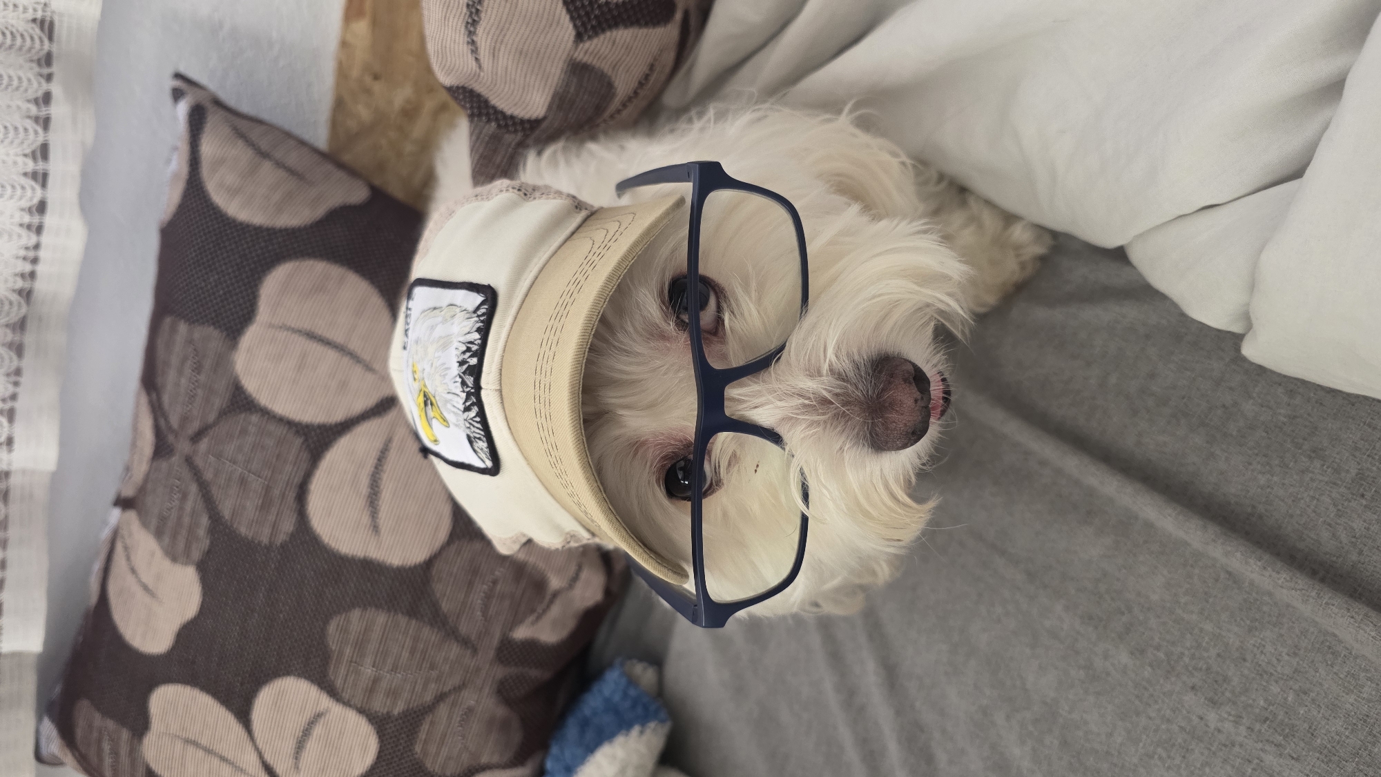 A small, fluffy white dog, likely a Maltese or similar breed, is captured in a close-up, rotated image, looking directly upwards towards the viewer. The dog has dark, attentive eyes, a pink nose, and a hint of its tongue is visible.
It is wearing a light beige or off-white visor or cap on its head, and a pair of dark-framed glasses are comically perched on its snout, partially covering its eyes. On the front of the visor, there is an emblem featuring the head of a bald eagle with a yellow beak and white head feathers. Above the eagle, the word "EAGLE" is visible in black text.
The dog appears to be resting on a bed or sofa, surrounded by pillows and bedding. To its left, a pillow with a brown and beige leaf or floral pattern is visible. The bedding beneath and to the right of the dog is a plain grey fabric, with a white sheet or blanket partially covering it on the right side of the frame. Another patterned pillow is partially visible in the upper left. The scene evokes a cozy and playful atmosphere. This media file was created in Blagoevgrad, Bulgaria.