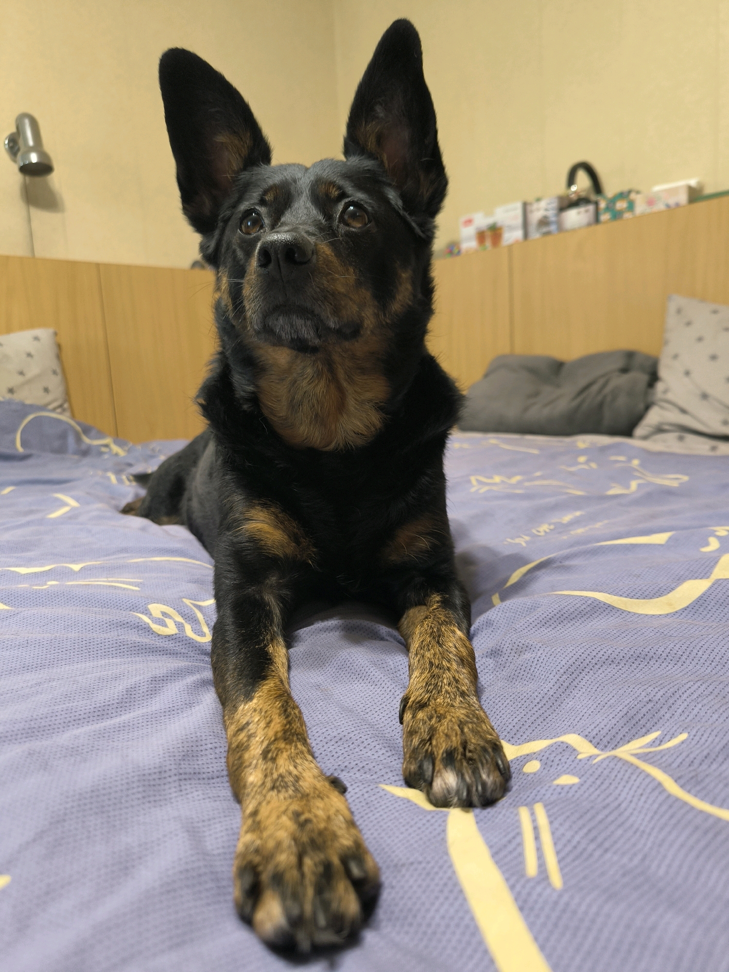 The image depicts a medium-sized dog with black and tan fur lying on a bed. The dog has large, pointed ears and is looking upwards with its head tilted slightly. The bed has a lavender-colored patterned sheet. In the background, there is a wooden headboard and what appears to be a shelf with various items. A silver wall lamp is visible on the left side of the image. The scene appears to be an indoor residential setting. There is no discernible information in the image to suggest a location in the city of Mykolaiv, Ukraine.