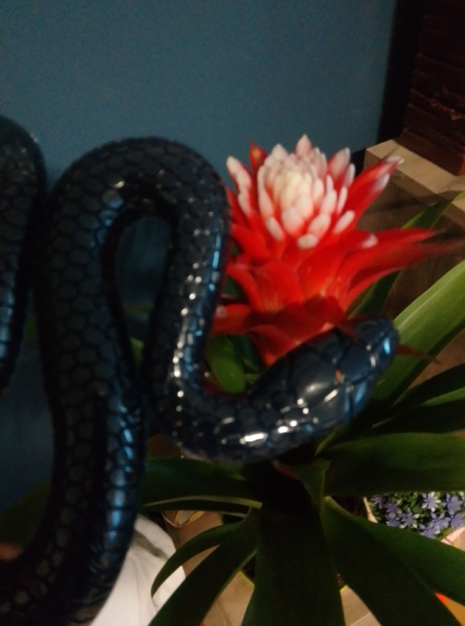 The image shows a close-up view of a black, coiled snake figurine positioned in front of a bright red and white bromeliad flower. The snake's scales are detailed, and its head is visible in the foreground, resting on a green leaf. The background is a blurred dark blue wall. The scene appears to be indoors, possibly a home or a decorative display. There are no people visible in the image. This image was captured on March 30, 2023, at 3:36 PM.