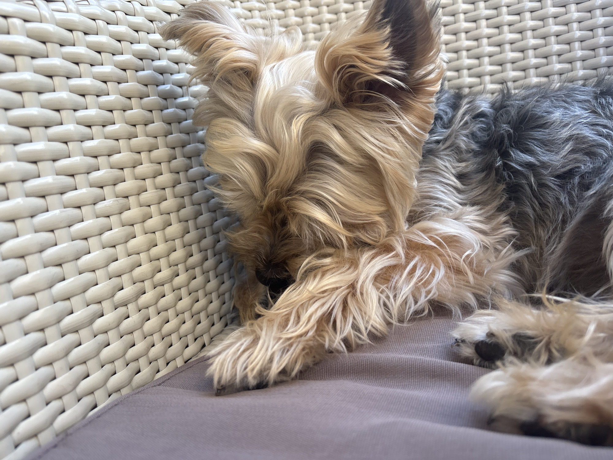 A small Yorkshire Terrier is captured resting peacefully on a greyish-purple cushion, nestled against a light-colored woven wicker chair or sofa. The dog's body is curled, with its head tucked down and partially hidden by its long, flowing fur and front paws. Its fur displays the characteristic blend of golden-blonde/tan on the head and limbs, contrasting with darker grey/black fur on its back. The intricate weaving of the wicker furniture is prominent on the left side of the frame, indicating an outdoor or patio setting, possibly in Budva, Montenegro, as suggested by the context.
The scene is brightly lit, indicating daytime. The dog appears to be asleep or in a state of deep relaxation, conveying a sense of calm and comfort. Its black nose is just visible beneath its fur, and its dark paw pads are noticeable on its back paws. There is no visible text in the image.