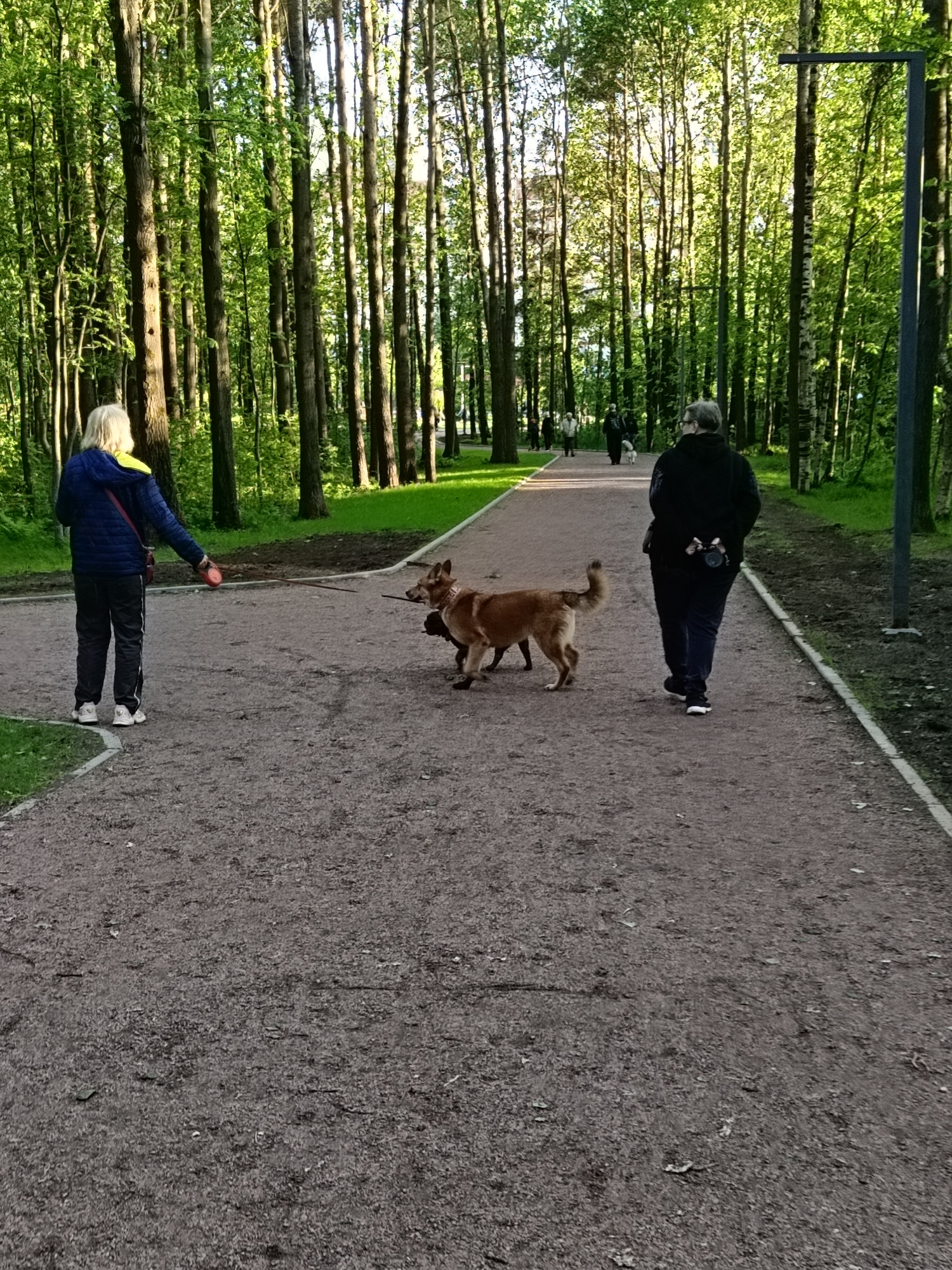 A medium shot captures a scene in what appears to be a park, presumably in Saint Petersburg, Russia, given the setting and architecture.
Two individuals are prominent: on the left, a person with blond hair, wearing a blue jacket with a yellow lining, black pants with a white stripe, and white sneakers. They hold a red ball. To their right are two dogs, one carrying a stick in its mouth. Further down the path, another person is walking away from the camera, dressed in a black jacket and dark pants.
The scene unfolds on a wide, gravel path lined with trees on both sides. The trees are tall and slender, with green foliage indicating the time of year is likely spring or summer. In the distance, other people are visible on the path. A light post is seen on the right. The overall atmosphere is bright, with sunlight filtering through the trees.