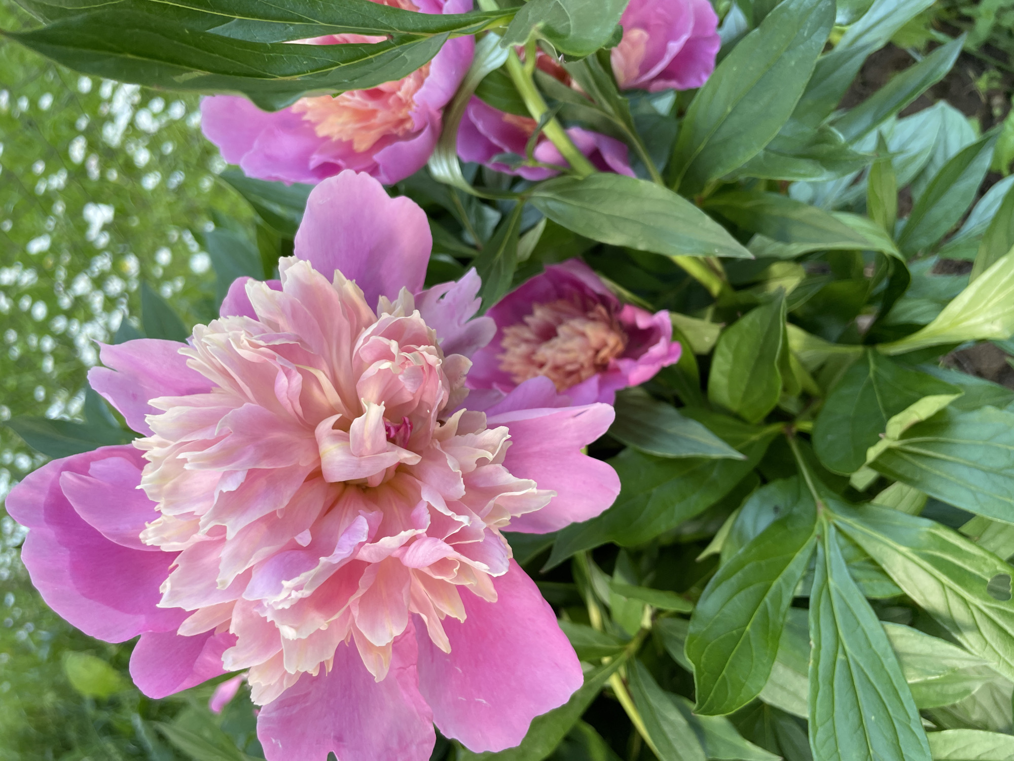 This media file is a close-up, horizontal shot of several pink and pale pink peonies with green leaves. The main subject is a large, fully bloomed peony in the foreground, its petals layered and ruffled, transitioning from a deep pink on the outer edges to a lighter, almost creamy pink towards the center. Behind it, other peony blooms are visible, some partially open and some in full bloom, displaying similar color variations. The lush green foliage of the peony plants fills the background and surrounds the flowers. The lighting suggests it might be daytime, with soft light illuminating the delicate textures of the petals. The overall impression is one of natural beauty and the vibrant display of flowers in bloom. The context indicates this scene is from Izborsk, Russia. No people, text, or specific activities are depicted.