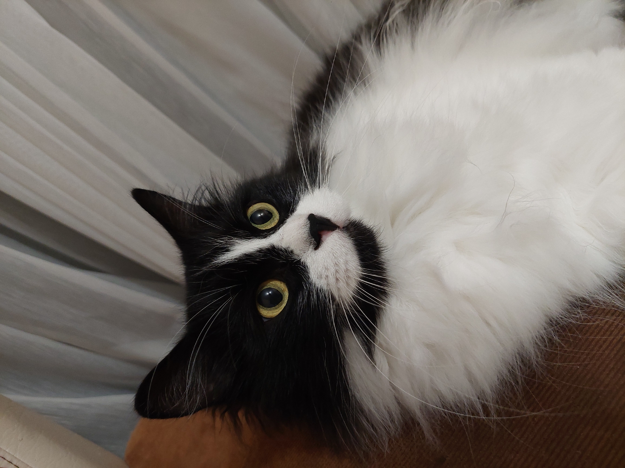 A close-up, slightly off-kilter, eye-level shot features a long-haired black and white cat. The cat is upside down, with its head angled towards the left side of the frame. Its eyes are wide and bright yellow. The cat has a black spot on its nose and long white whiskers. The background appears to be a curtain with vertical lines, and part of a brown surface is also visible. This image cannot be identified to a specific location in Plovdiv, Bulgaria without further contextual clues.