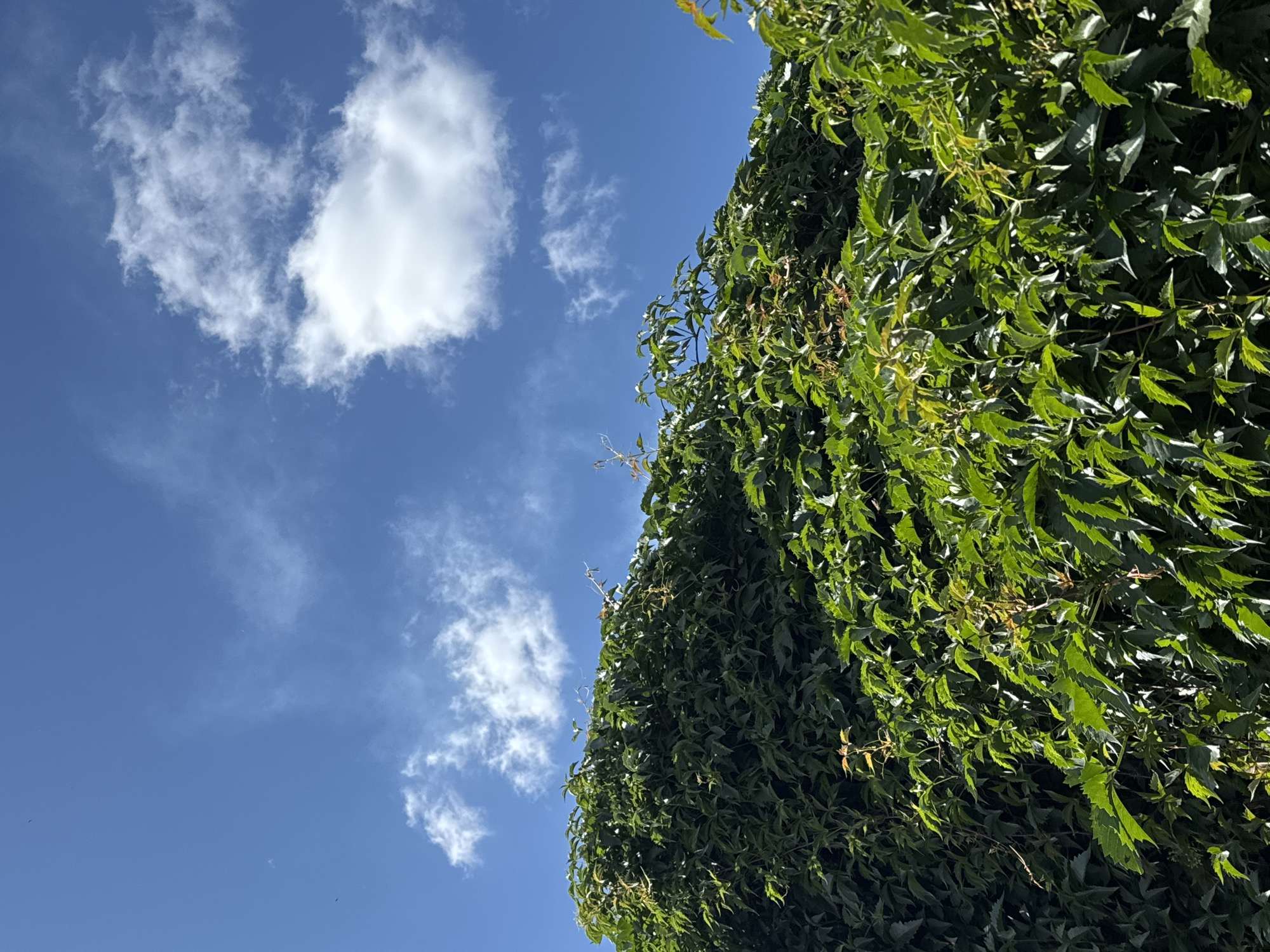 A vertical, low-angle shot captures a dense canopy of vibrant green ivy against a bright blue sky dotted with white clouds. The ivy covers a significant portion of the frame, its leaves overlapping and creating a rich texture. The sunlight highlights some of the leaves, casting shadows and adding depth to the foliage. The sky above is clear and expansive, with a few fluffy clouds scattered across it. The scene appears to be an outdoor environment, possibly a garden or a wall covered in ivy. There are no people or specific urban landmarks visible that would indicate its location within Prokopyevsk, Russia, or any other city.