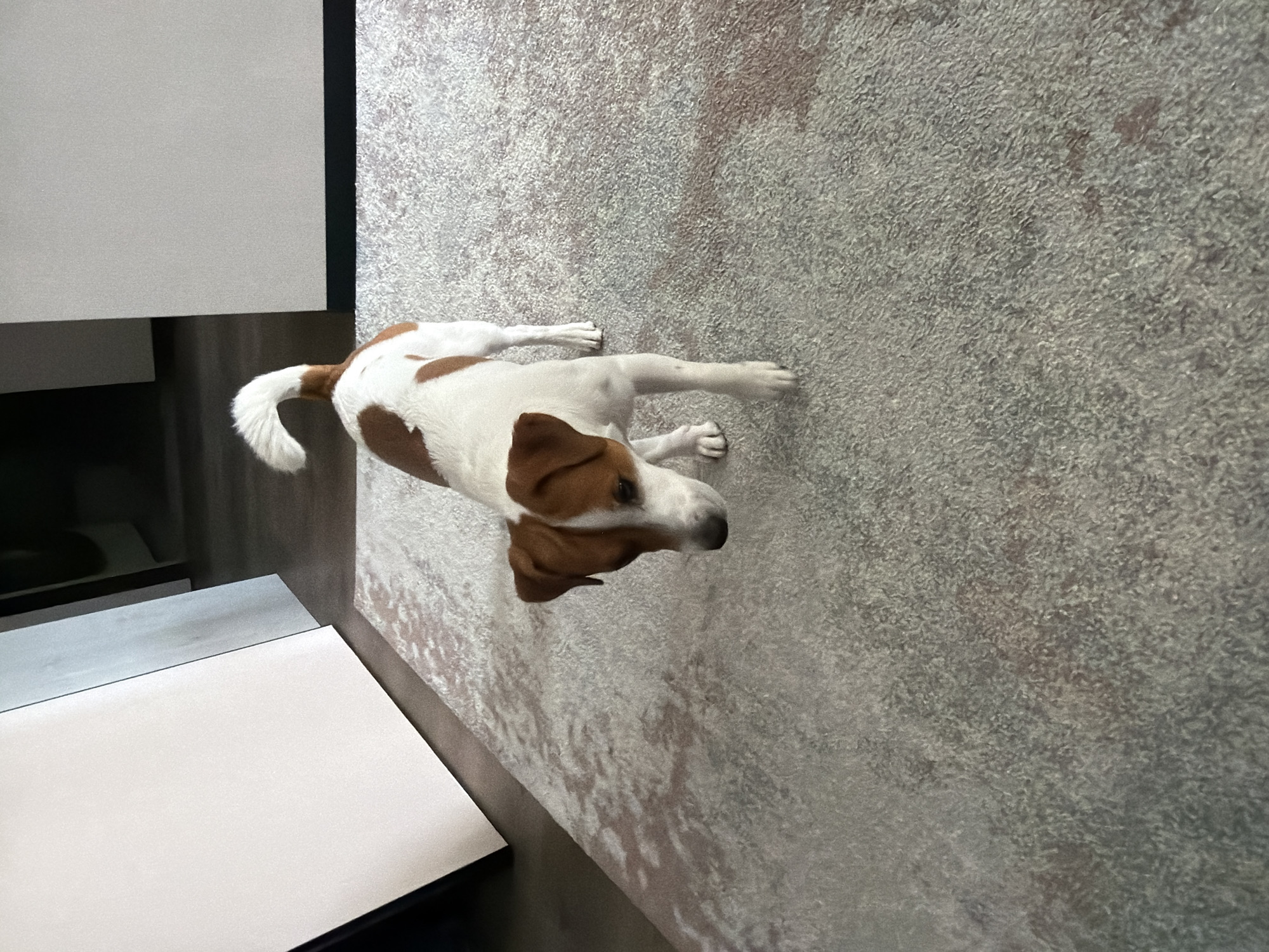 A Jack Russell Terrier is standing on a carpeted floor in what appears to be an apartment. The dog has white fur with brown markings on its head and back, and a curly tail. It is looking down and slightly to the left. In the background, there are large, light-colored, rectangular objects that could be furniture or decorative panels, and a dark floor. The lighting suggests an indoor environment with possibly natural light from a window, creating some shadows and highlights on the floor and the dog.