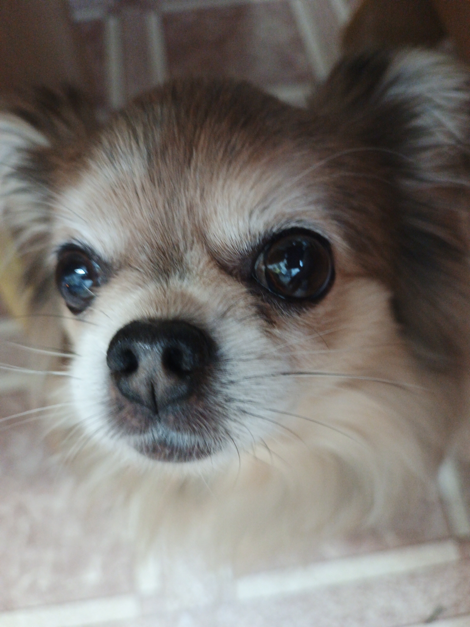 The image is a close-up, head-on shot of a small dog, likely a Chihuahua, with light brown and white fur. The dog's large, dark eyes and black nose are prominently featured. The background consists of what appears to be a tiled floor and a blurry, warm-toned surface. There is no indication of the city of Medvedyovka, Russia in the image.