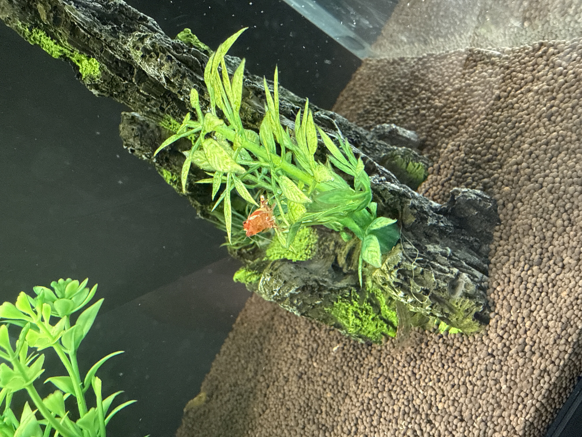 The image shows a section of an aquarium. The substrate is made up of small, round, brown pellets. A dark gray decorative log is placed in the aquarium, and it has patches of green algae or moss growing on it. Two types of artificial green plants are placed on the log. One plant type has long, thin leaves with lighter green veins, while the other has rounder, broader leaves. A red cherry shrimp is located on the first type of artificial plant. The background is dark, obscuring any specific details beyond the tank. It is impossible to determine the location in the city of Krasnoyarsk, Russia from the image.