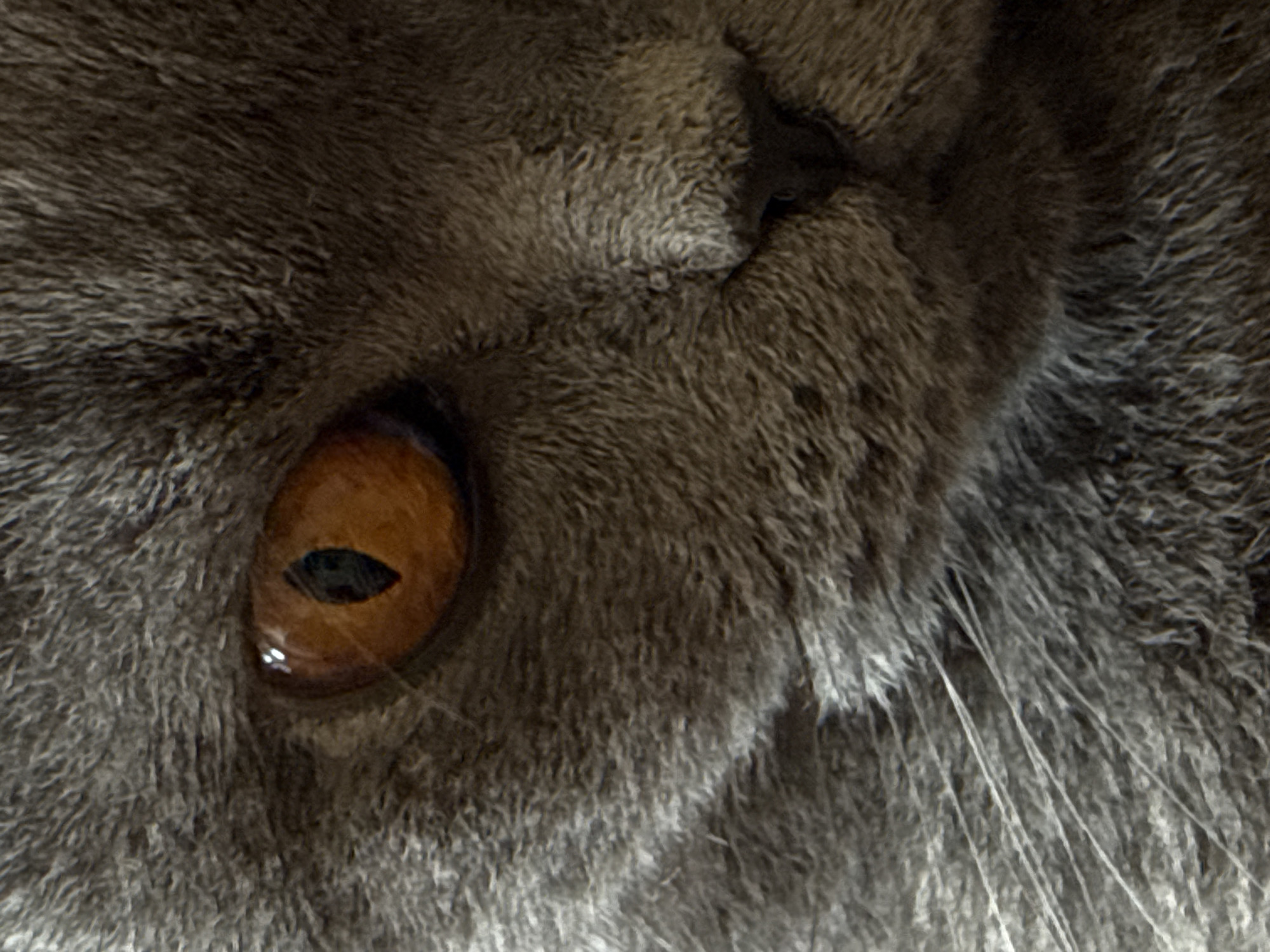 This is a close-up, macro photograph of a cat's face, focusing on its right eye and surrounding fur. The cat has a grey, plush coat. The eye is a striking amber color with a vertically slit pupil. The image captures the texture of the fur in sharp detail, as well as the subtle contours of the cat's muzzle. There is no indication of the city of Plovdiv, Bulgaria, or any environmental context beyond the immediate subject.