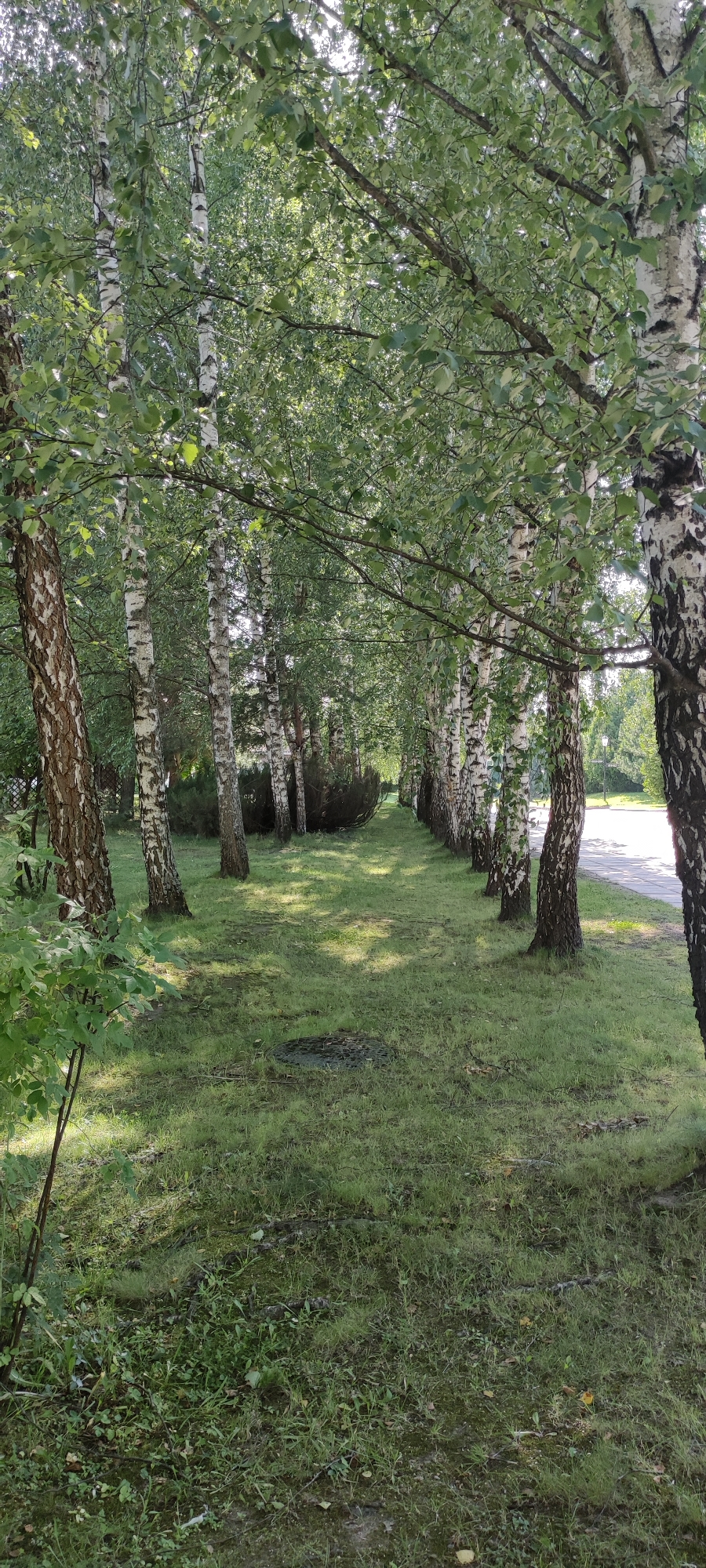 A straight line of birch trees with white bark and green leaves create an avenue. The trees are spaced evenly apart, with the ground beneath them covered in grass and patches of shade from the sunlight filtering through the leaves. In the foreground, on the left side, a smaller green bush is visible. On the right side of the image, a paved walkway runs parallel to the line of trees. In the middle of the path, there is a circular manhole cover. The environment appears to be a park or a tree-lined street in the city of Rosinka, Russia.