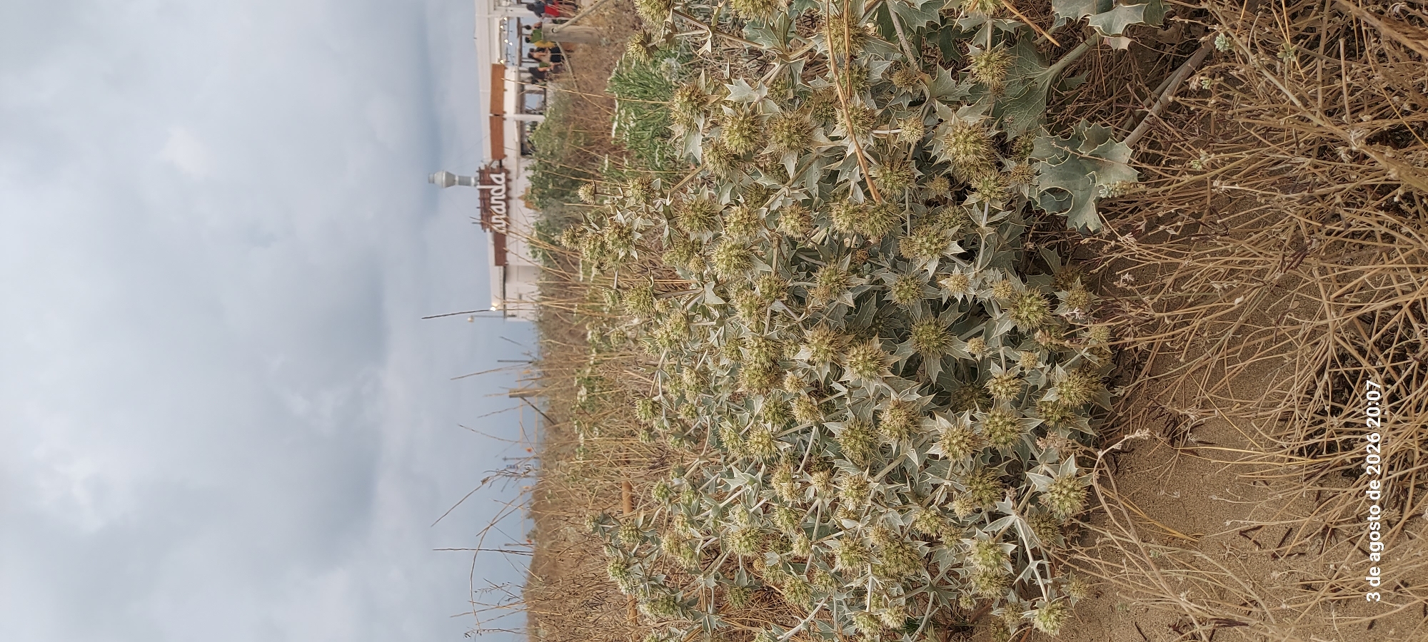 A low-angle shot captures a spiky, thistle-like plant in the foreground against a sandy beach environment. In the background, a building with a sign reading "aranda" is visible, suggesting a beachfront establishment. Several people are present near the building, some appearing to be seated at tables. The sky is overcast with grey clouds. The timestamp "3 de agosto de 2026 20:07" indicates the date and time the photo was taken. The scene depicts a cloudy day at a beachside location in Castelldefels, Spain.