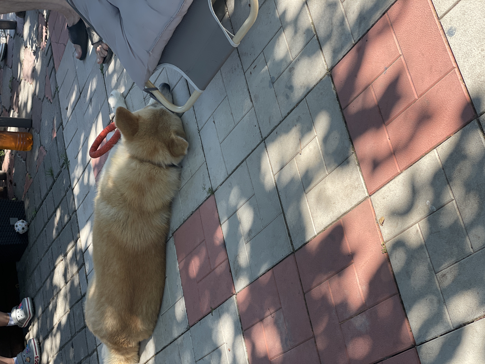 A light brown dog lies on its stomach on a patio made of interlocking concrete pavers. The pavers are arranged in a checkerboard pattern with some red and some grey tiles. The dog is resting its head on the ground, facing away from the camera. In the background, the feet of two people wearing Crocs and flip-flops are visible, along with a soccer ball and part of a table. A large, grey cushion is to the right of the dog. The scene appears to be outdoors, possibly in a backyard or public space in the city of Kobeliaky, Ukraine, given the context. Sunlight casts dappled shadows across the patio.