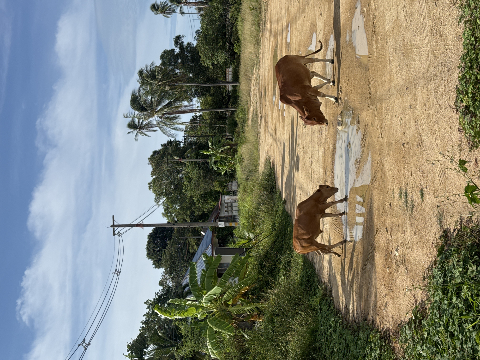 Two cows, one adult and one calf, are standing in puddles on a dirt road in a rural area of Ko Samui District, Thailand. The adult cow is on the right, drinking from a puddle. The calf is on the left, also near a puddle. The road is surrounded by lush green vegetation, including banana trees and palm trees. In the background, there are a few buildings and utility poles with electrical wires. The sky is blue with scattered white clouds. The image captures a serene, everyday scene in the Thai countryside.