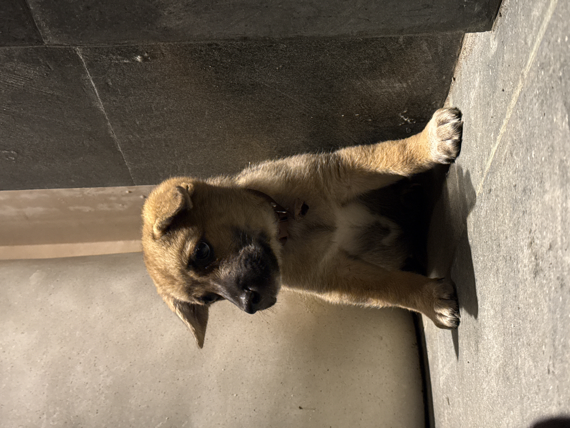 A small, light brown puppy, possibly a mixed breed, is the central subject of this image. The puppy has darker fur markings around its muzzle and eyes, and its ears are perked. It is wearing a dark collar around its neck. The puppy is positioned vertically in the frame, appearing to sit or lie down against a wall or step, with its head slightly tilted as it looks towards the viewer.
The setting consists of two main surfaces: a dark, textured grey surface behind and above the puppy, resembling a stone wall or large tile, and a lighter, rougher concrete or stone surface where the puppy is resting. Strong, directional sunlight illuminates the scene, creating sharp shadows, particularly on the puppy's body and on the lighter ground surface. This suggests the time of day is either early morning or late afternoon. The puppy's expression appears calm and curious. The concrete and stone textures are consistent with an outdoor or semi-outdoor environment, possibly a patio or sheltered area in Kuta Selatan, Indonesia. No visible text is present in the image.
