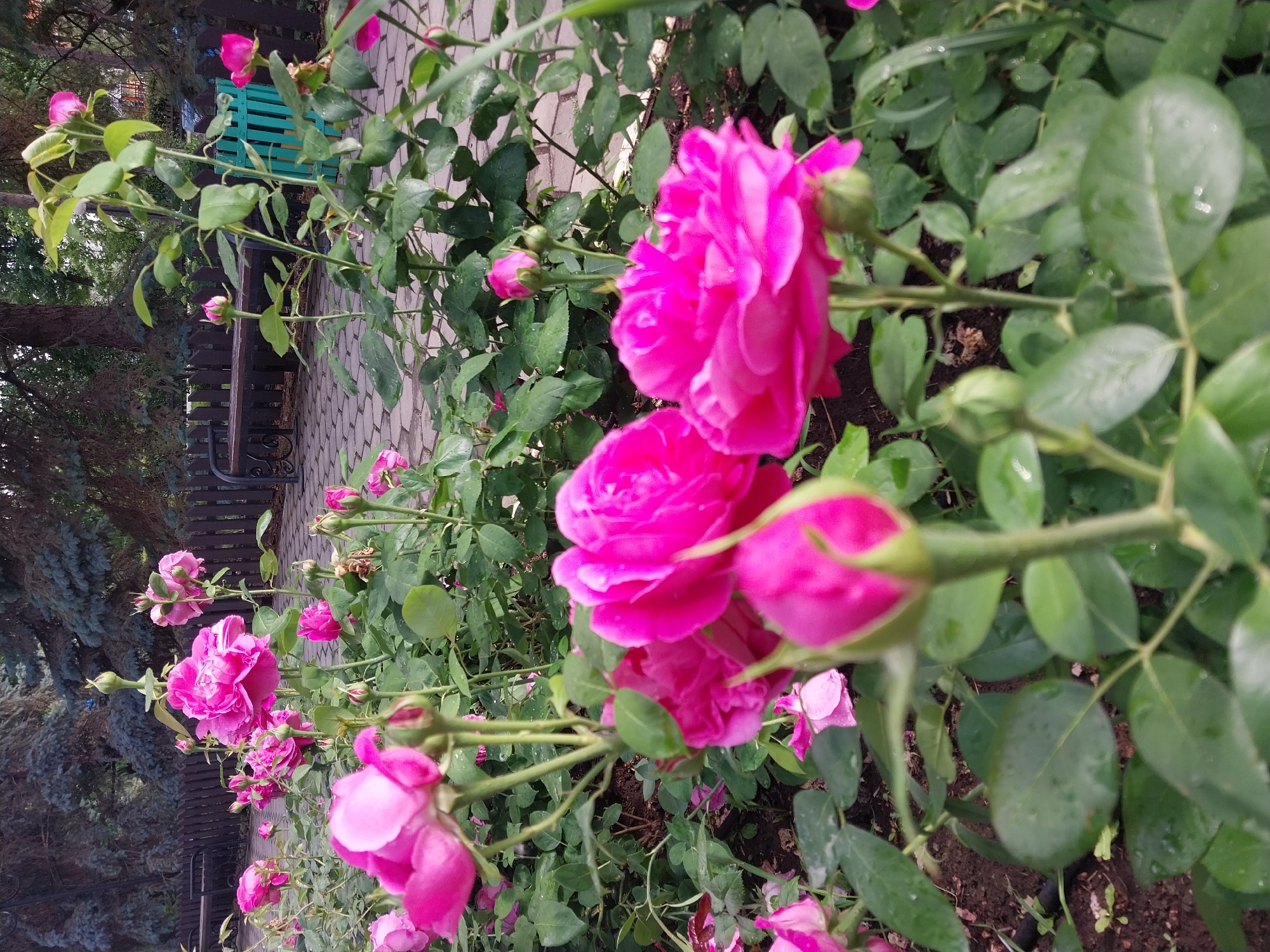 A close-up, low-angle shot captures a cluster of vibrant pink roses in bloom, with a few buds showing. The roses are in focus in the foreground, their petals glistening with water droplets, suggesting recent rain or dew. Behind the roses, a paved pathway made of interlocking bricks is visible, bordered by a wooden fence and a green metal grate. In the background, large trees with dark foliage and a wooden bench can be seen, indicating a park or garden setting. The overall environment appears to be a well-maintained outdoor space, possibly in the city of Chernorech'e, Russia, given the specific context. There are no people or animals visible in the image.
