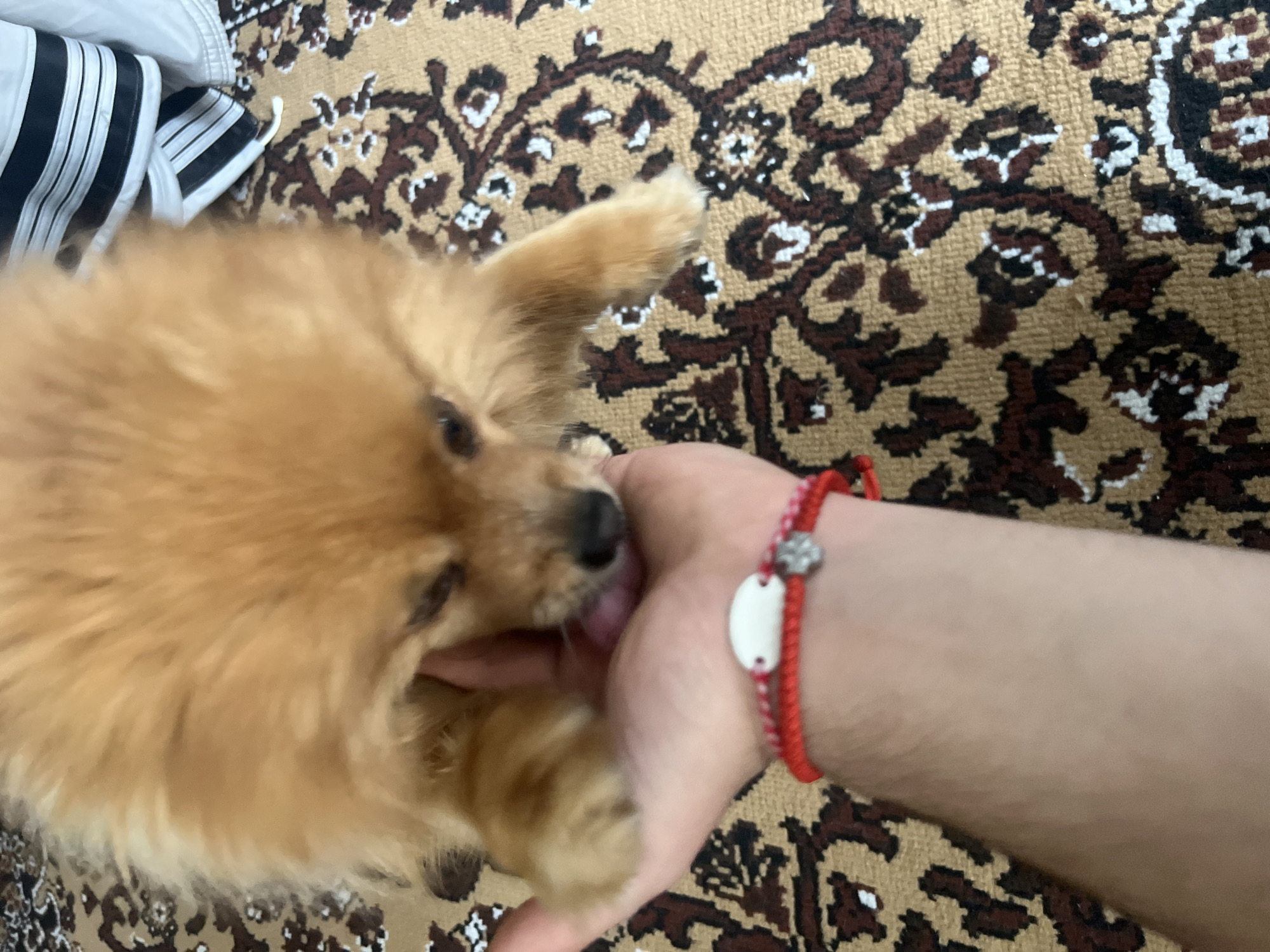 A light brown Pomeranian dog is depicted close-up, its head lowered into the palm of a human hand. The dog's pink tongue is visible as it appears to lick or nuzzle the hand. The human hand, with fingers slightly curled, is supporting the dog's muzzle area. A red braided bracelet featuring a white oval bead and a small silver-colored charm (possibly a four-leaf clover or flower) is worn on the human's left wrist. The background consists of a patterned carpet with a tan base, adorned with intricate dark brown, light brown, and white designs. In the upper right corner, a portion of white fabric with distinct black and white horizontal stripes is visible. The scene takes place indoors, within the city of Asenovgrad, Bulgaria.
