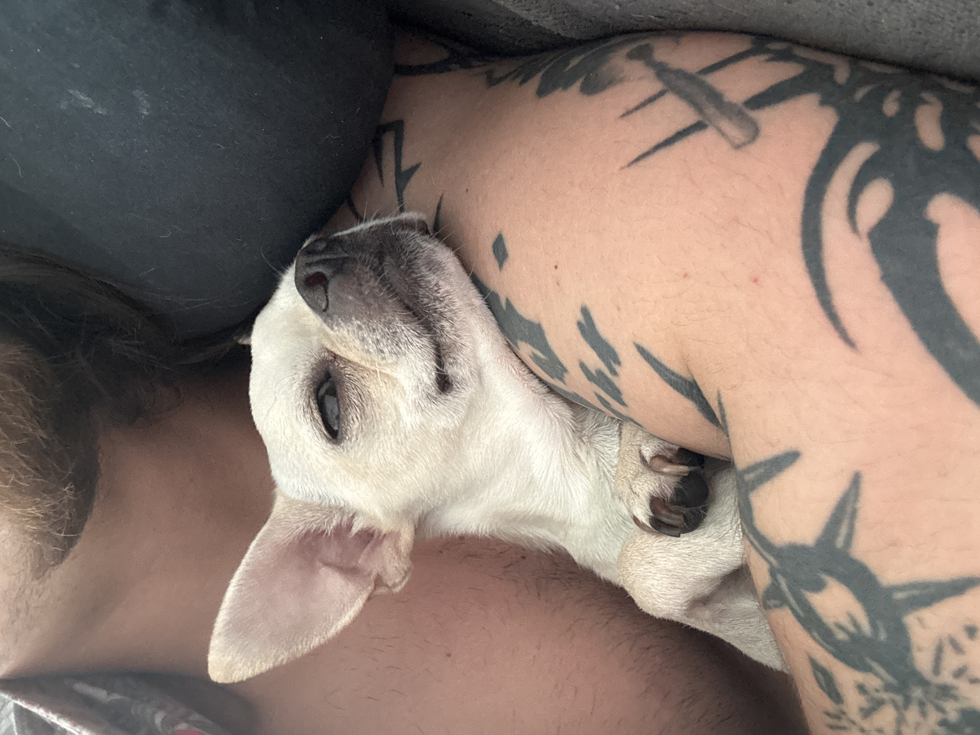 A white chihuahua is nestled against a person's arm. The person's arm has extensive tattoos, including a stylized sun or starburst design, and sharp, geometric tribal-style patterns. The dog is positioned facing upwards, its head resting against the person's body. The dog's fur is short and appears soft. The person is wearing a dark-colored shirt. The image is tightly cropped, focusing on the interaction between the dog and person.
I have no information on location.