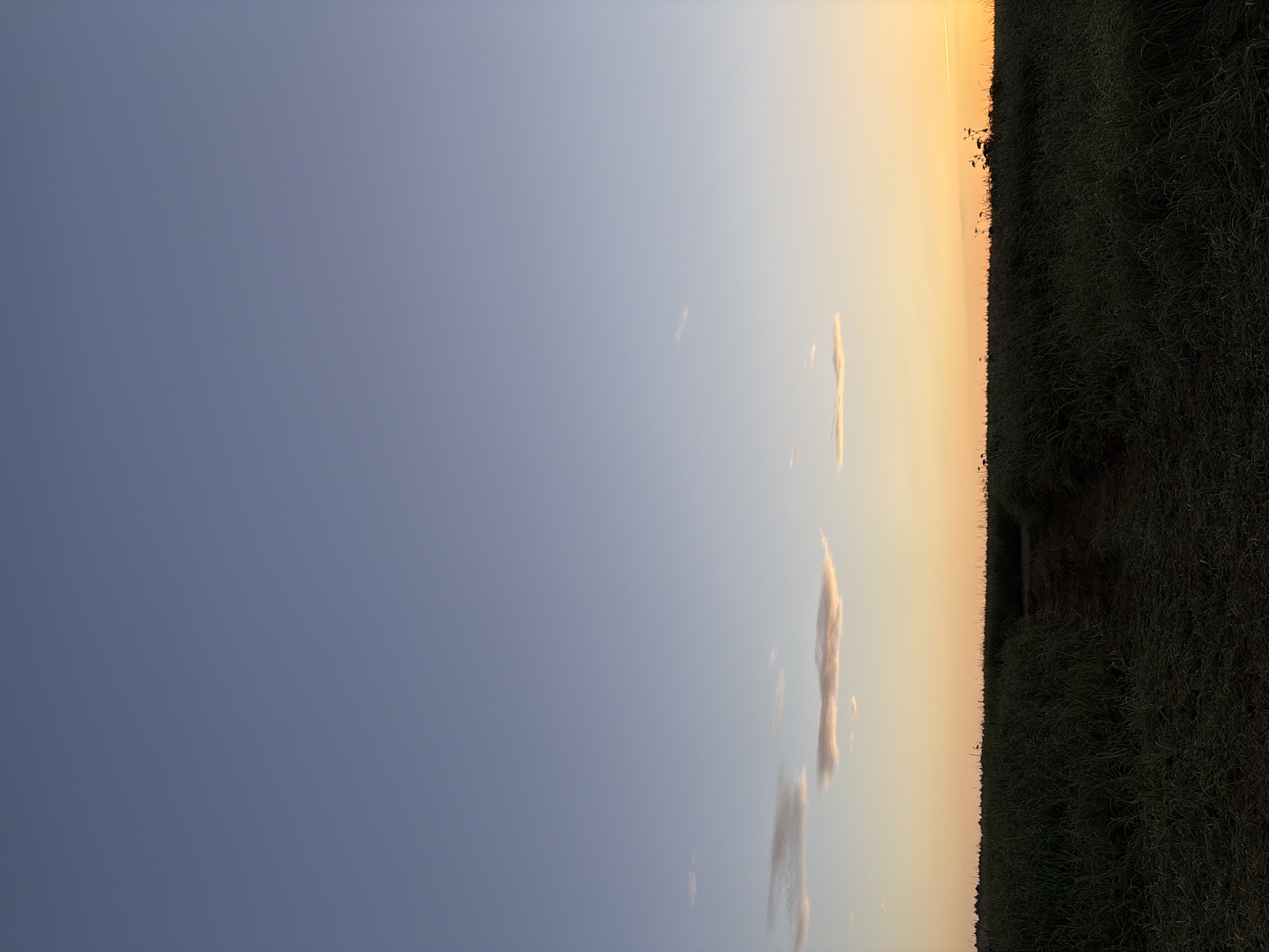The image depicts a serene landscape at dusk, likely in Ozerskoe, Russia. The sky transitions from a deep, clear blue at the top to a soft gradient of pale yellow and orange near the horizon, indicating the setting sun. A few wispy clouds are scattered across the sky, catching the last rays of light. Below the sky, a dark, dense field of tall grass stretches across the frame, with a narrow dirt path visible cutting through it towards the center. The silhouette of distant trees or foliage can be observed along the horizon line. The overall atmosphere is one of quiet stillness and natural beauty. There are no people, animals, or man-made structures readily apparent in the image, besides the faint path.