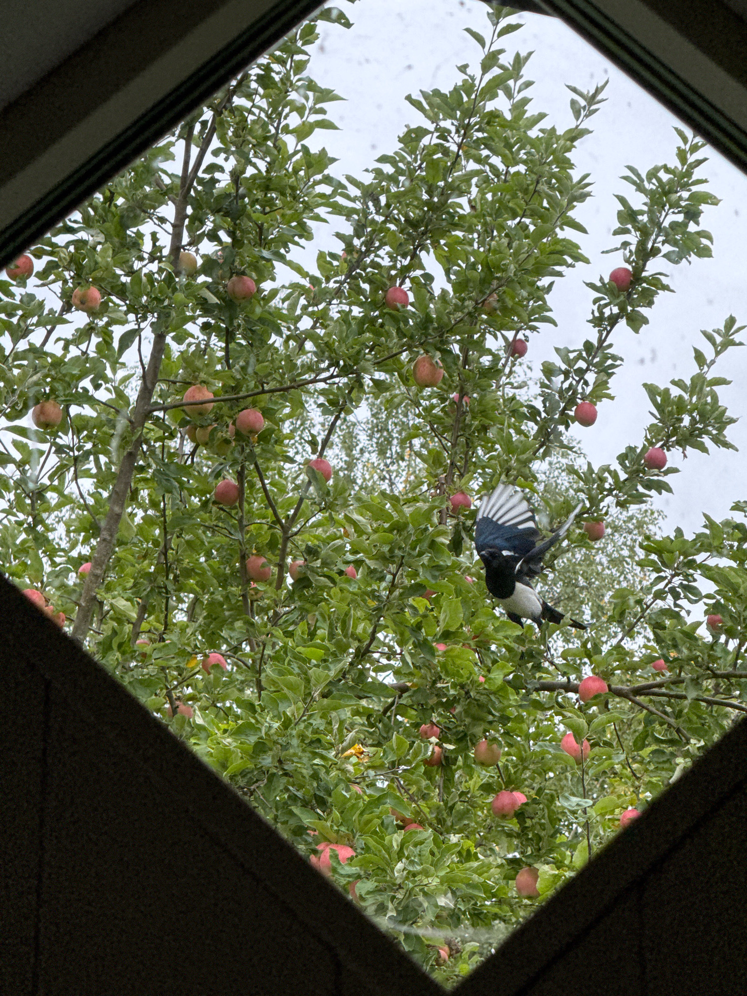 The image captures a view of an apple tree laden with ripe red apples, seen through a window with a dark, textured frame that forms a diamond shape. The foreground shows the dark frame, creating a sense of looking out from an interior space. The middle ground is dominated by the apple tree, with its branches filled with green leaves and numerous red apples. A magpie in mid-flight, with its distinctive black and white plumage and fanned tail feathers, is a prominent subject in the tree, appearing to be either landing or taking off from a branch. The background consists of an overcast sky. The scene is consistent with a garden in Österskär, Sweden, during the autumn apple harvest season.