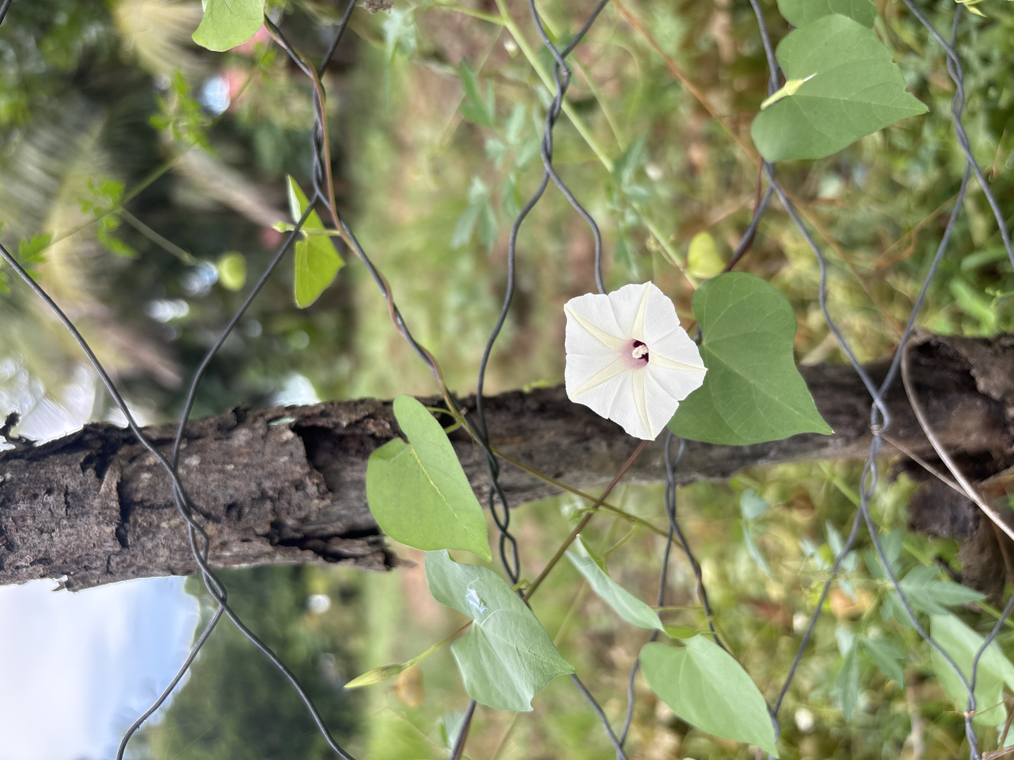 A single white morning glory flower with a pink center is in full bloom, positioned slightly right of the frame's center. The flower is attached to a vine that is climbing on a weathered wooden post, which is partially visible on the left side of the image. The vine and its heart-shaped green leaves are intertwined with a wire fence that runs horizontally across the foreground. The background is blurred, suggesting a shallow depth of field, and shows a green, grassy area with some foliage and trees, consistent with a rural or semi-rural setting. The lighting appears natural, possibly daylight. The overall scene is serene and natural. This image was captured in Julicotmeurak, Indonesia.