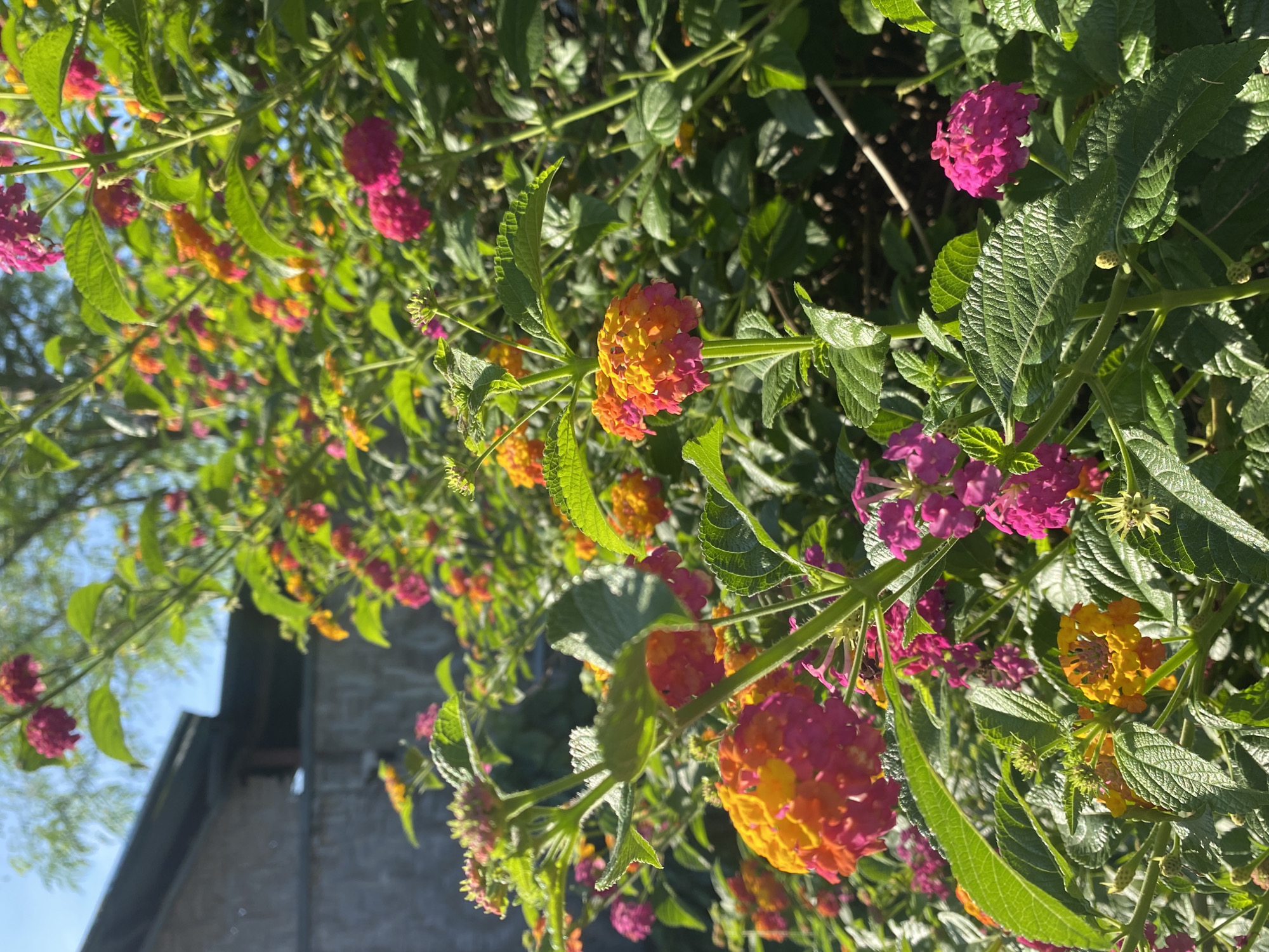 A close-up, eye-level outdoor shot features a vibrant lantana bush blooming with clusters of pink, orange, and yellow flowers, set against a backdrop of lush green leaves. The flowers are in various stages of bloom, with some buds still tightly closed and others fully open. Sunlight dapples through the foliage, highlighting the textures of the leaves and the delicate petals.
In the upper left corner, a portion of a building with a dark-pitched roof and gray, textured walls is visible. The building appears to be part of a residential or commercial structure. The sky above is a pale blue with hints of sunlight filtering through the leaves of a tree.
The scene is likely located in a garden or yard within Davao City, Philippines, given the tropical flora and the architectural style of the building, which is consistent with structures found in the region. The image captures a moment of natural beauty, with the colorful flowers dominating the foreground and the urban environment subtly present in the background. There are no people or animals visible in the frame. The overall impression is one of a bright, sunny day in a green, floral setting.