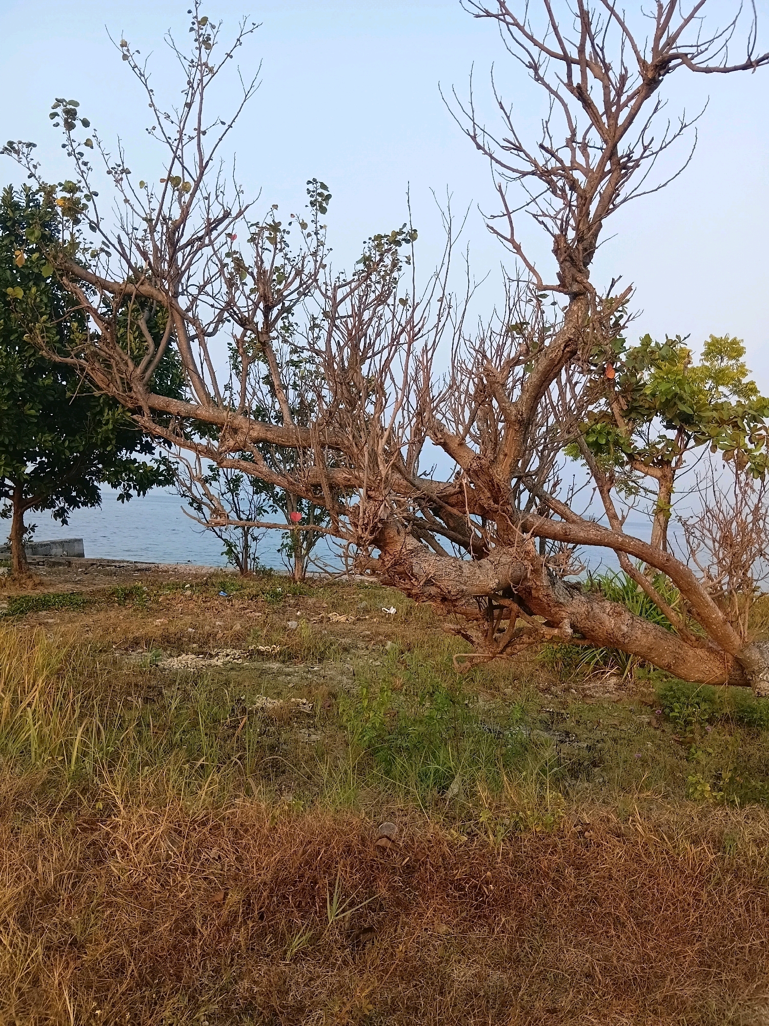 A dry, gnarled tree with a thick, twisted trunk lies across the foreground of this outdoor scene, its bare branches reaching towards the pale sky. Some sparse green leaves cling to the upper branches of the tree. To the left, a smaller, leafy green tree stands upright. Beyond the trees, a calm body of water, likely the sea, stretches to the horizon under a light blue sky. The ground is covered in dry, yellowed grass and patches of greener vegetation. The scene appears to be a natural area, possibly a park or coastline, near the city of Cikal, Indonesia. There are no people or animals visible in the image.