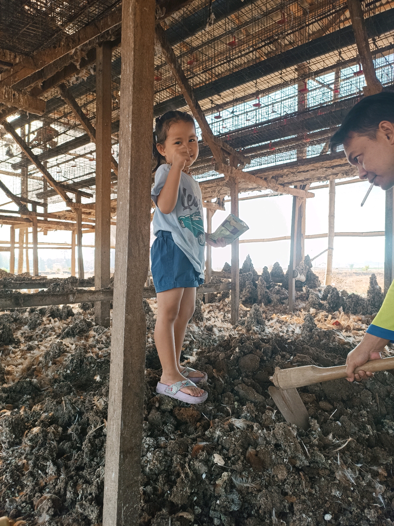 The image depicts an outdoor scene in Tambakromo, Indonesia, likely a chicken farm. In the foreground, a young girl stands on a pile of what appears to be chicken manure and feathers. She is wearing a light blue t-shirt with a graphic of a green car and blue shorts. She is looking towards the camera with a smile and has her right hand raised, making a peace sign. To the right of the girl, a person's hand is visible holding a hoe, which is digging into the manure pile. This person is wearing a bright yellow and blue shirt. In the background, the structure of what appears to be a chicken coop is visible, with wooden posts, beams, and wire mesh. The coop is filled with more manure and feathers. The overall environment suggests a rural or agricultural setting.