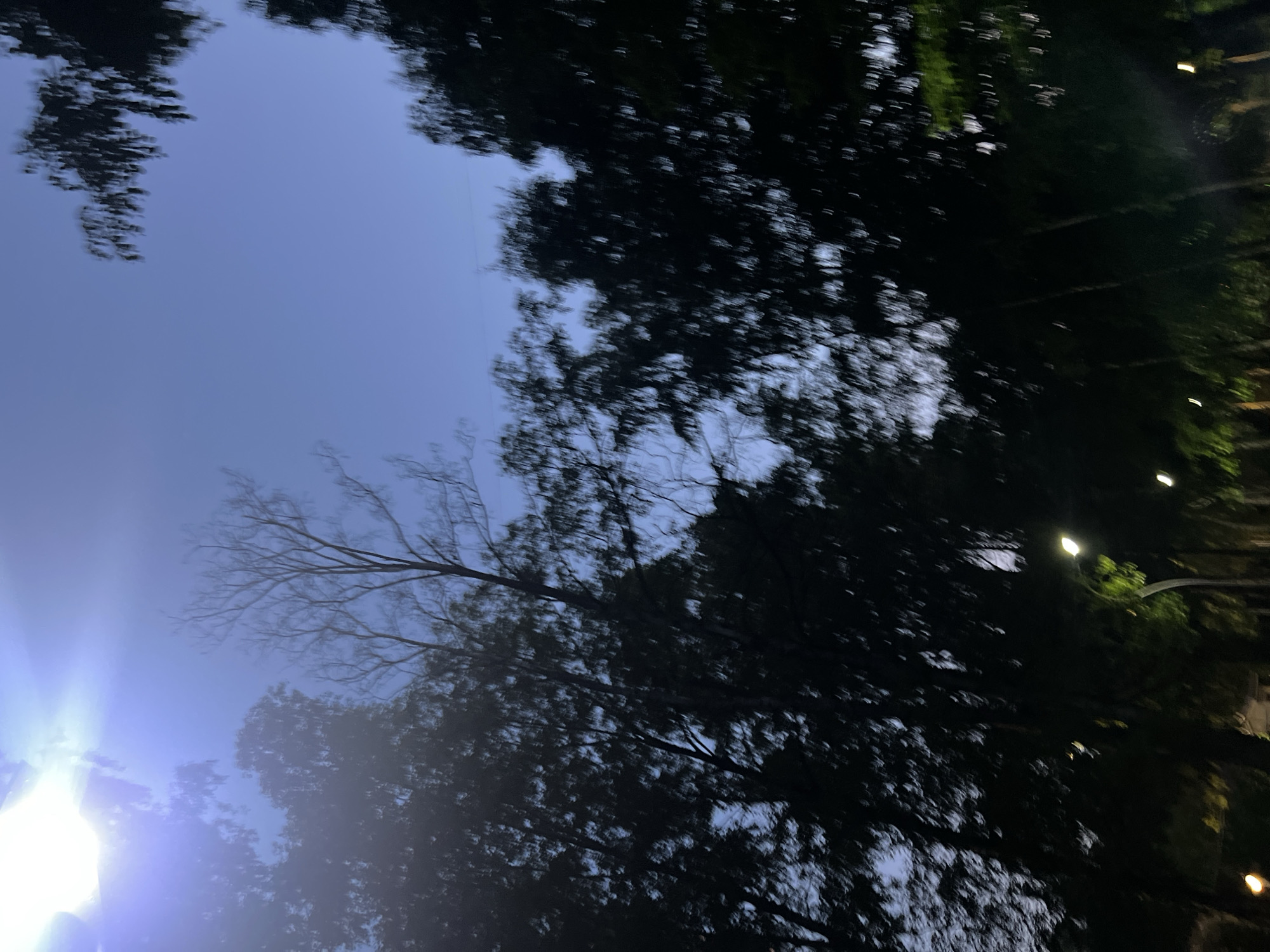 The image depicts an outdoor scene at dusk or night, potentially located in the city of Unknown, Russia. The upper portion of the frame is dominated by a deep indigo-blue sky, which lightens towards the top-left where an intensely bright, overexposed artificial light source emits a strong blue-purple flare. This light source casts a general illumination across the upper sky. The majority of the frame, particularly the lower and lateral sections, is filled with dark, silhouetted tree canopies, heavily blurred, suggesting motion or low-light photography. One prominent tree in the upper-middle-left appears to be deciduous with mostly bare branches visible against the sky. Scattered throughout the lower portion of the image are several yellowish-white streetlights, indicating a paved area or pathway below the treeline. No people, animals, or specific architectural features are discernible due to the darkness and pronounced motion blur across the entire scene.