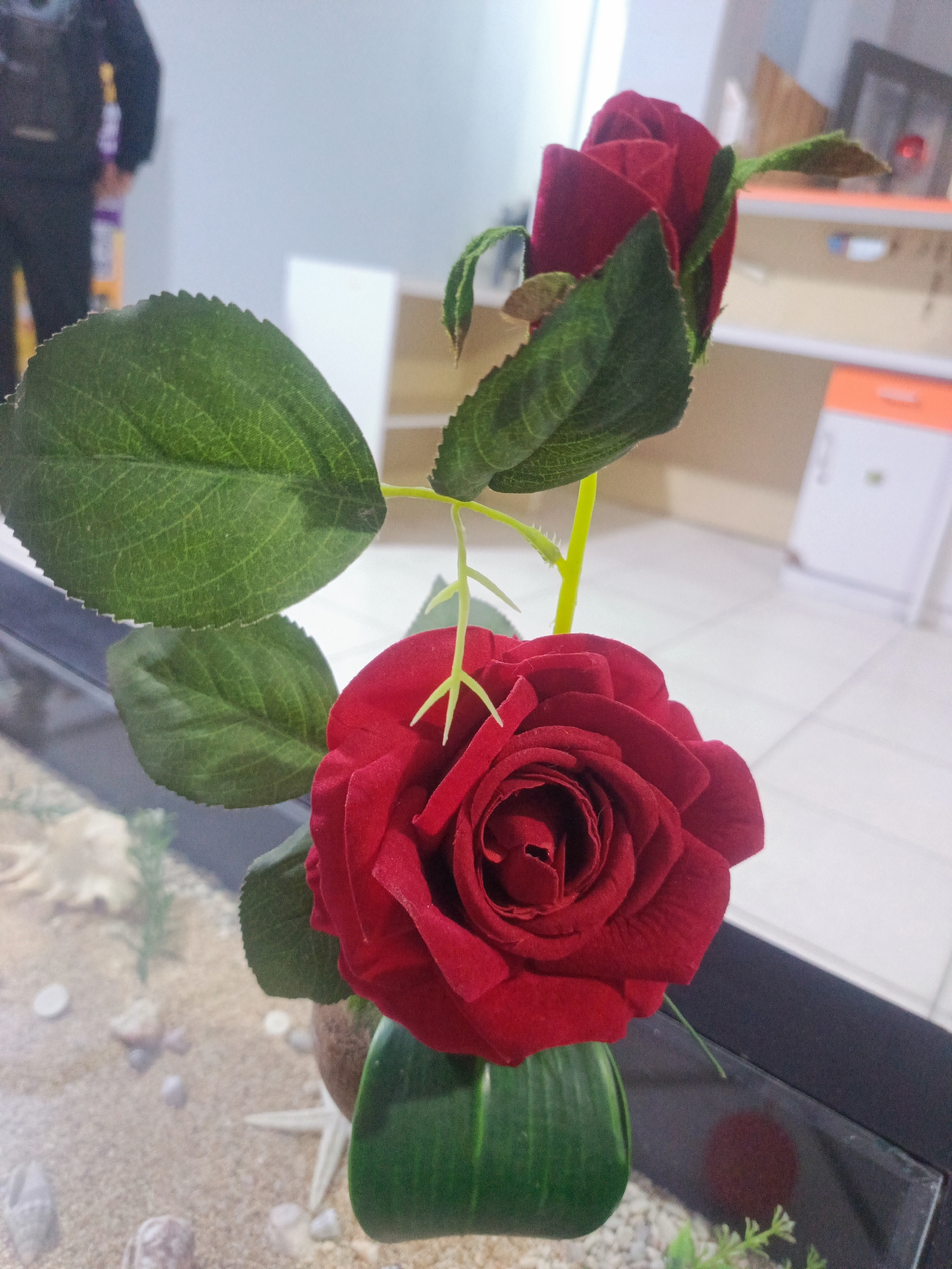In a Gorontalo, Indonesia, establishment, a close-up shot features a vibrant red artificial rose. The rose, with its detailed petals and green leaves, is the primary subject. The background is blurred, showing hints of white shelving units and the blurred figure of a person in dark clothing, possibly standing near a counter. The foreground shows the sandy bottom of what appears to be an aquarium or terrarium, with shells and a small starfish visible. The lighting is bright, highlighting the texture and color of the rose.