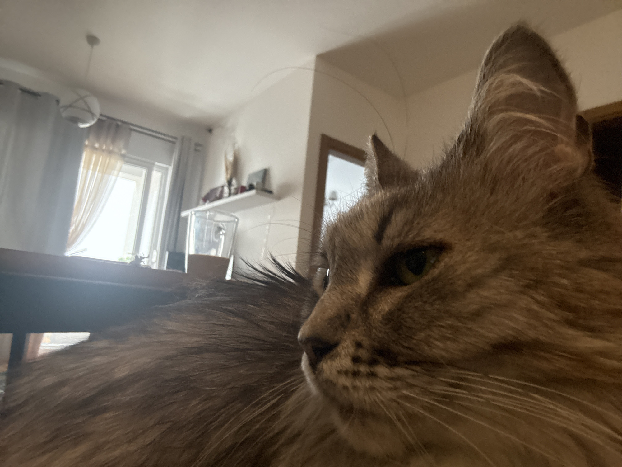A close-up, low-angle shot features a long-haired brown tabby cat as the primary subject, occupying the right and central foreground of the image. The cat is seen in profile, looking intently towards the right side of the frame with its green-colored eye slightly visible. Its prominent ear tufts and long, fluffy fur are clearly visible, with some darker hairs on its back and lighter fur on its face and whiskers. The cat appears calm and focused.
The background is intentionally blurred, indicating a shallow depth of field, but reveals an indoor setting. To the left, a light-colored curtain partially covers a window that lets in soft natural light, suggesting it is daytime. A dark wooden table or surface is visible in the immediate background to the left of the cat. Further back, a spherical pendant light fixture hangs from the light-colored ceiling. A wall, possibly cornering, is visible behind the cat's head. On the ceiling, above the cat's ear, a thin, arcing strand of hair (likely human or cat hair) is distinctly visible. A shelf with various small objects is discernable on the far-left wall, and a drinking glass is partially visible on the table.
No specific activity beyond the cat's gaze is depicted. The general ambiance suggests a quiet, domestic environment. There is no visible text in the image.