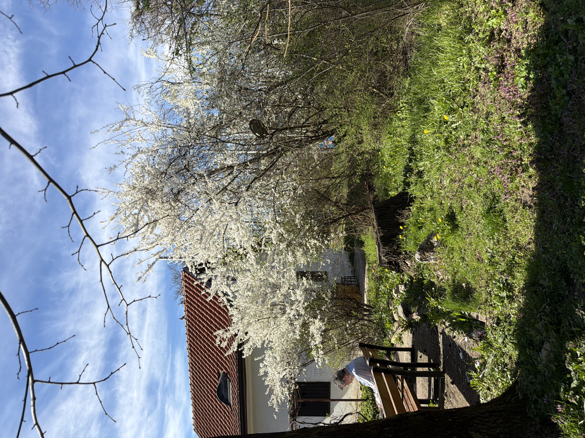 The image depicts an outdoor scene in a garden or yard setting. A tree with white blossoms dominates the center of the frame, partially obscuring a house with a red-tiled roof and a rounded window. An older man stands near a wooden bench, with his head bowed and hands resting on the bench, suggesting a moment of rest or observation. The background includes green grass, vegetation, and a patch of dandelions. The sky is visible through the branches, displaying a blue hue with scattered clouds. The scene appears to be taken in the spring, indicated by the blooming tree. The location is Unknown, Unknown.