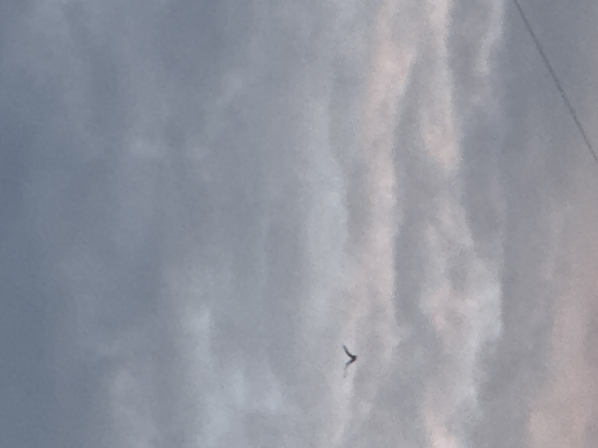 A solitary bird with outstretched wings is captured in flight against a cloudy sky. The image does not provide any contextual information to determine its location in the city of Chaikovsky, Russia.