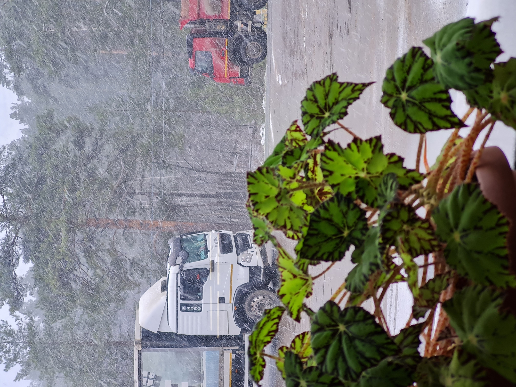 The image depicts a snowy scene in Noviy, Russia. In the foreground, a begonia plant is prominently displayed. Through the falling snow, two trucks are visible. A white HOWO truck is in the mid-ground, while a red truck is further in the background. The environment consists of trees and snowy ground.