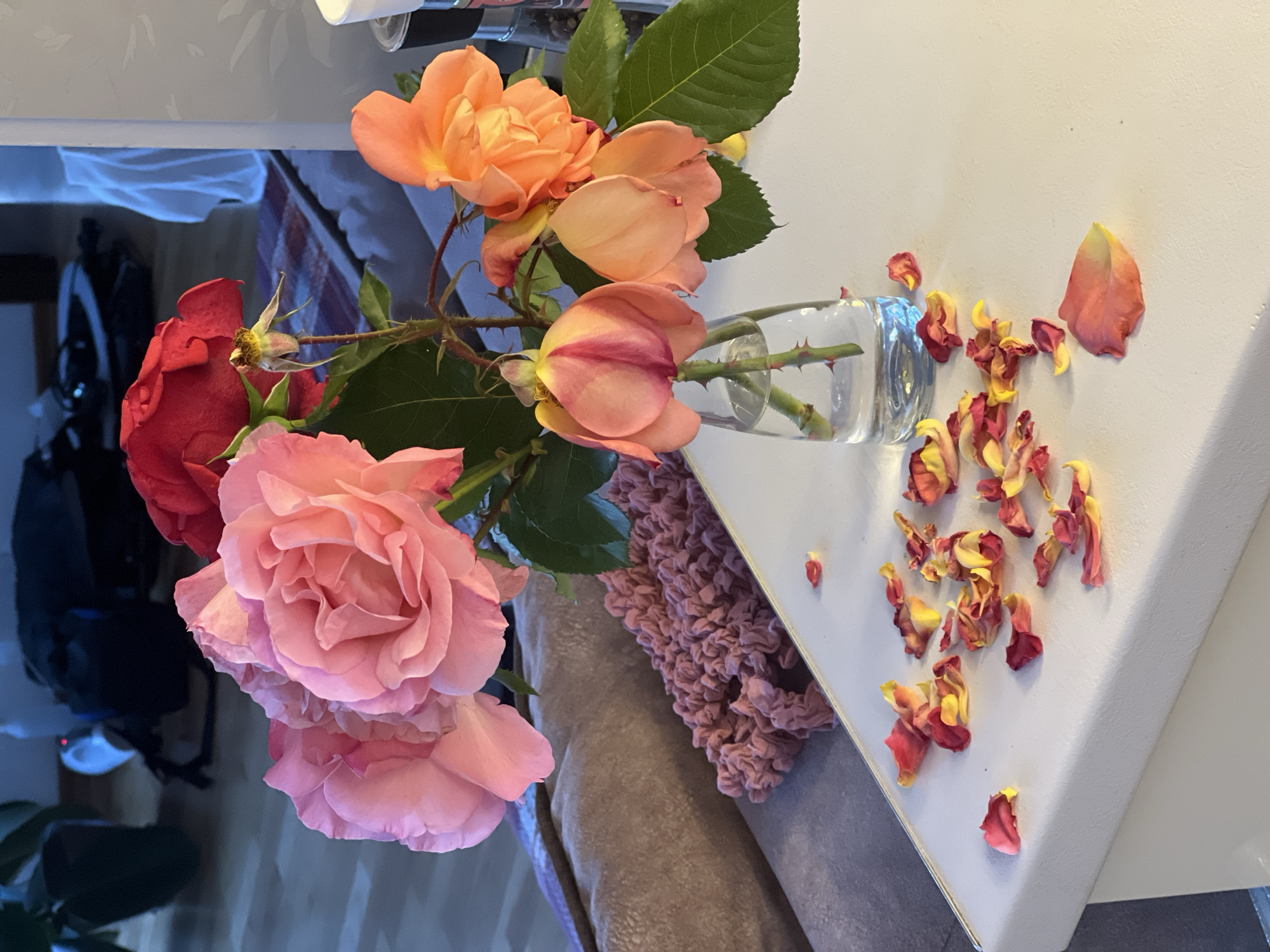 The image depicts a vase of roses, likely indoors, on a white surface, possibly a table. The roses are a mix of colors: pink, red, and orange. Some petals have fallen from the roses and are scattered on the table around the vase. The vase is clear glass and appears to contain water. A pink ruffled fabric is partially visible near the base of the roses. The scene is well-lit, suggesting daytime. The environment is interior, as suggested by the indoor light and indoor furniture. The location of Budva, Montenegro is not evidenced in the image.