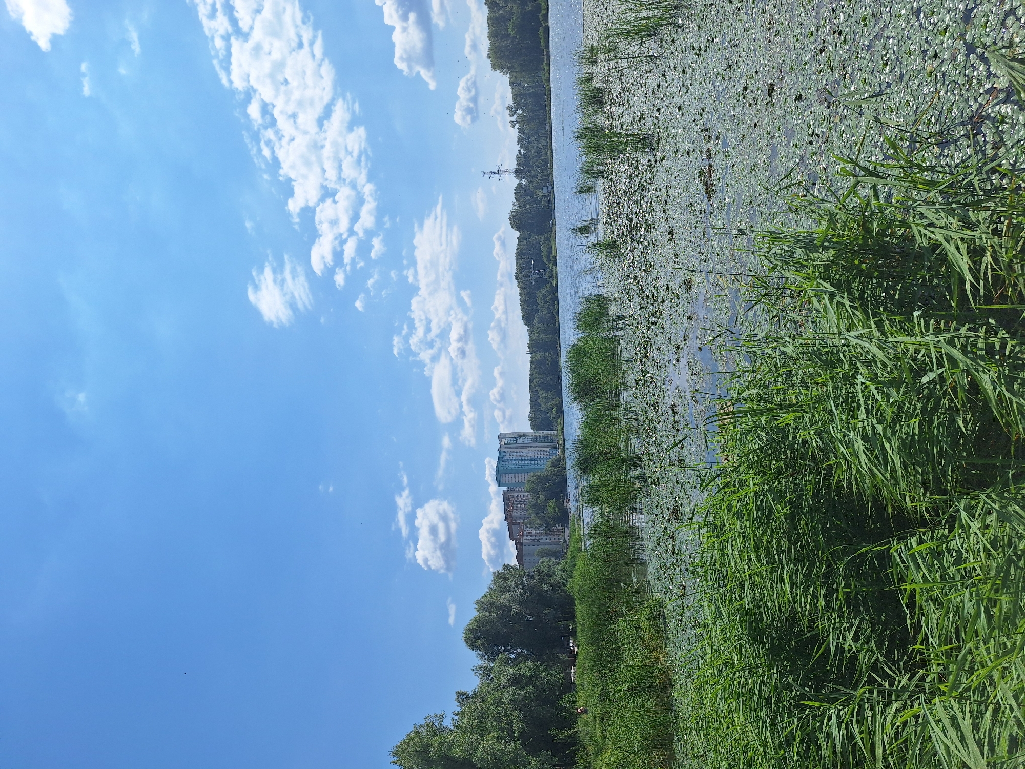 The image depicts a sunny day at a large body of water, likely a lake or a wide river, in Ufa, Russia. In the foreground, lush green reeds and tall grass dominate the immediate bank, creating a natural barrier between the viewer and the water. Beyond the reeds, the water surface is covered with a dense carpet of lily pads, interspersed with patches of open water. The middle ground reveals a tree-lined shore with a few scattered buildings, including several multi-story residential buildings, and a distant electrical pylon. The sky is a vibrant blue, scattered with fluffy white clouds, indicating fair weather. One person is visible near the reeds on the left side of the image, appearing to be standing or walking. The overall scene suggests a recreational area or a natural landscape within or on the outskirts of the city.