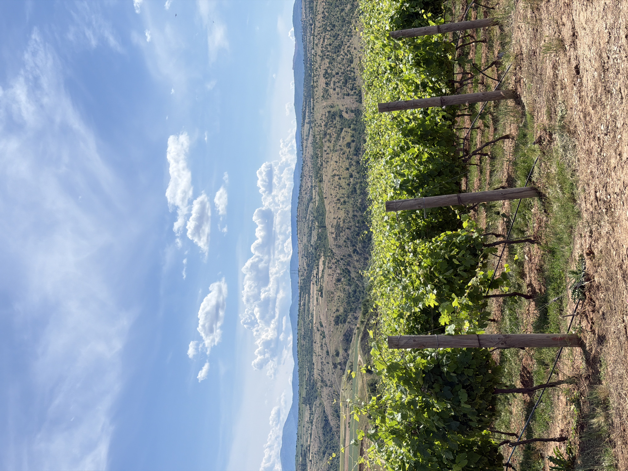The image depicts a sunlit vineyard situated in the hilly terrain surrounding Kocherinovo, Bulgaria. In the foreground, rows of vibrant green grapevines stretch across the frame, supported by weathered wooden posts. The vines are lush with leaves, suggesting a healthy growth stage. The ground beneath the vines is a mixture of dry earth and scattered patches of green grass.
Beyond the vineyard, the landscape unfolds into rolling hills covered in sparse vegetation and scattered trees. The distant background features a range of undulating mountains under a bright blue sky dotted with fluffy white clouds. The overall scene conveys a serene, rural atmosphere, typical of agricultural regions in Bulgaria during the warmer months.