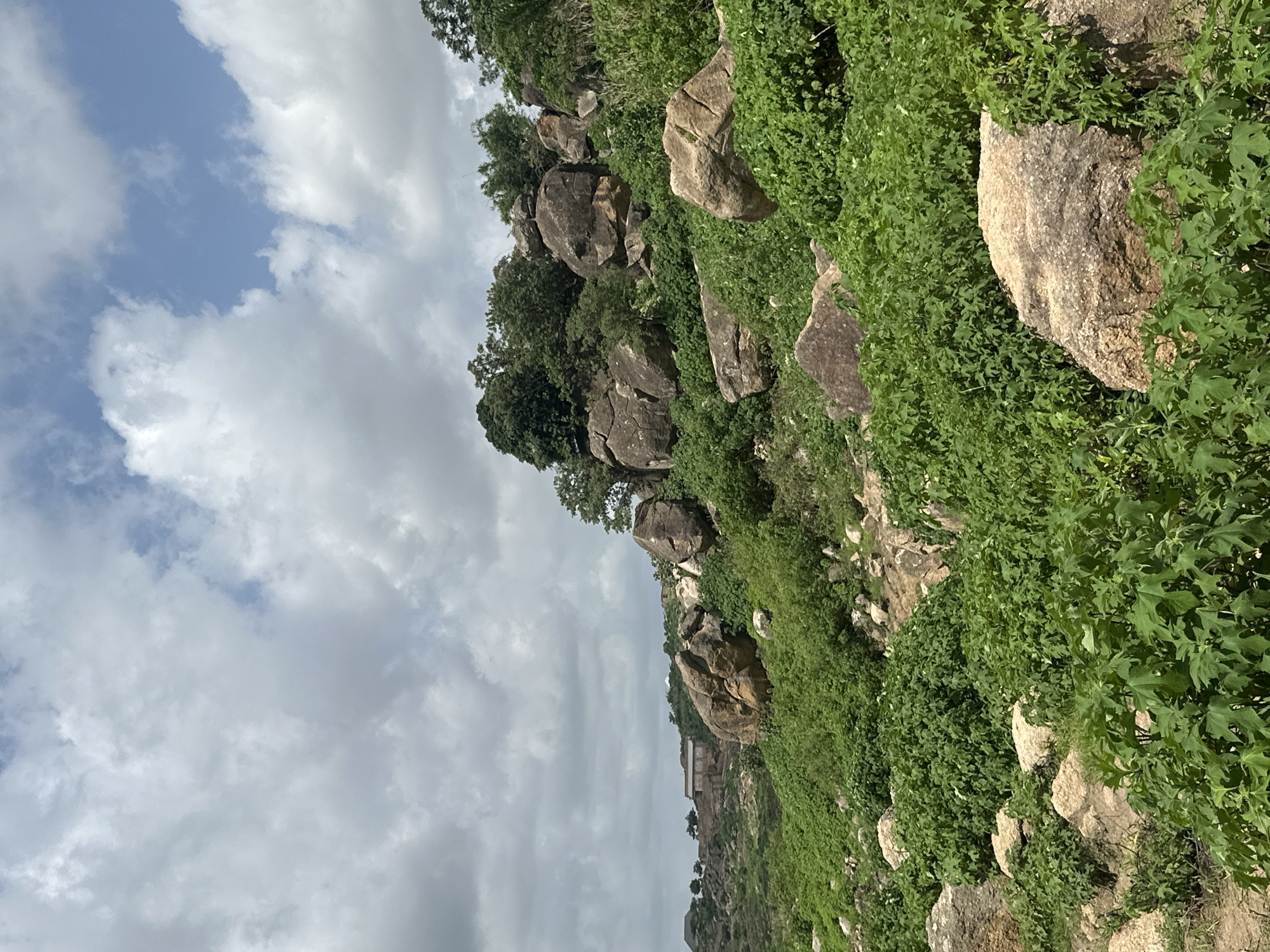 The image depicts a rocky, vegetated hillside under a cloudy sky. The scene is dominated by large boulders interspersed with lush green foliage, primarily low-lying plants with distinctive, serrated leaves. Some trees are visible on the upper slopes, their dark green leaves contrasting with the lighter green of the undergrowth. The rocks are of varying sizes and shapes, some appearing smooth and rounded, others more angular and rough.
In the distance, a building complex with several structures and a distinctly reddish roof is nestled on the hillside, suggesting a human settlement. The sky is filled with a mix of white and gray clouds, indicating overcast or partly cloudy weather. The light suggests it is daytime, possibly late morning or afternoon, given the diffused illumination. The overall impression is of a rugged, natural landscape in Nigeria, with signs of human presence in the distance. There is no visible text in the image.