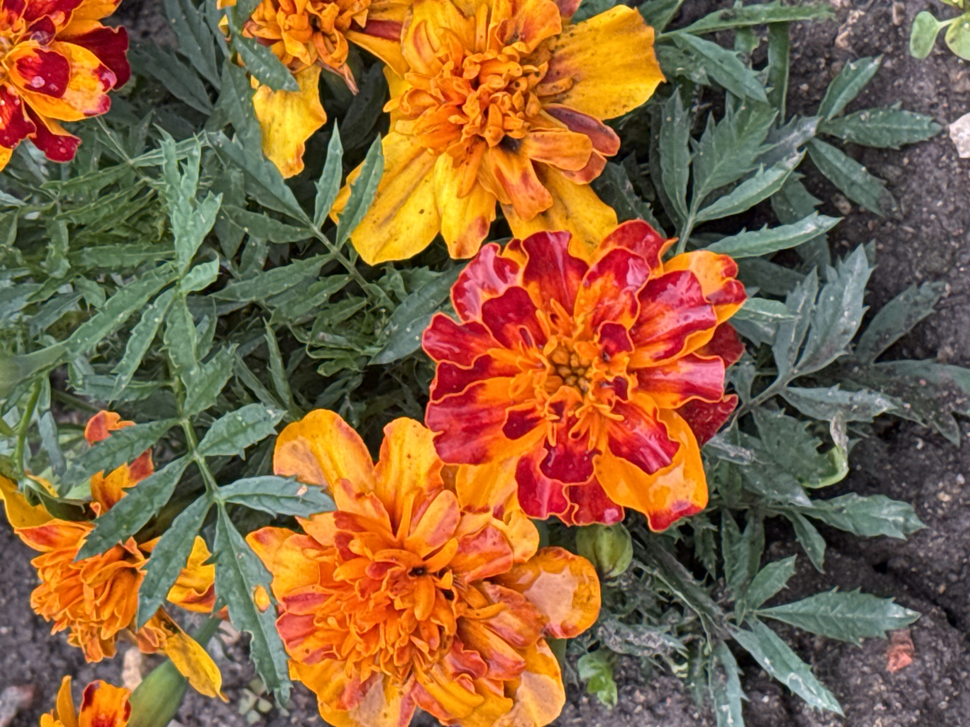 In Naro-Fominsk, Russia, a close-up, top-down view captures a cluster of marigolds in a garden bed. The flowers exhibit vibrant colors, ranging from deep orange and yellow to red, with some petals showing a wet sheen, suggesting recent rain or watering. The marigolds have intricate, ruffled petals and are surrounded by their characteristic feathery green foliage. The soil is dark and appears moist, with a few small pebbles and debris visible. The overall impression is of a lush, natural setting, with the focus solely on the beauty of the blooming flowers.