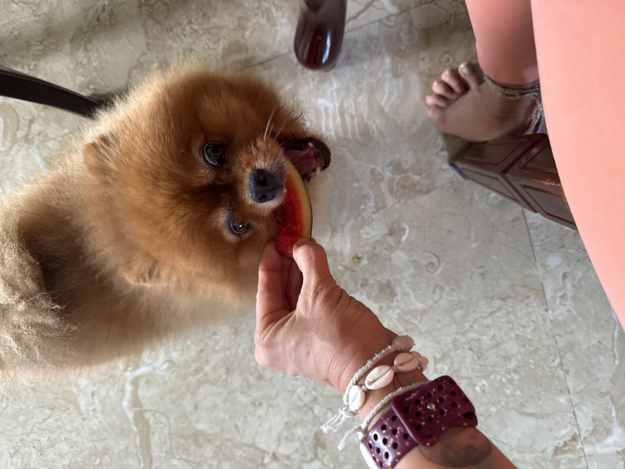 A Pomeranian dog is being fed a slice of watermelon by a person's hand. The dog is looking up at the hand with its mouth open, about to bite into the watermelon. The dog is fluffy and has brown fur. The person's hand is adorned with several bracelets, including a dark purple smartwatch band with a beaded white shell bracelet layered over it. The scene appears to be indoors, with a marble floor. The image is shot from a high angle, looking down on the dog and the person's hand. The specific location in the city of Bac Nha Trang Ward, Vietnam, is not discernible from the provided image.